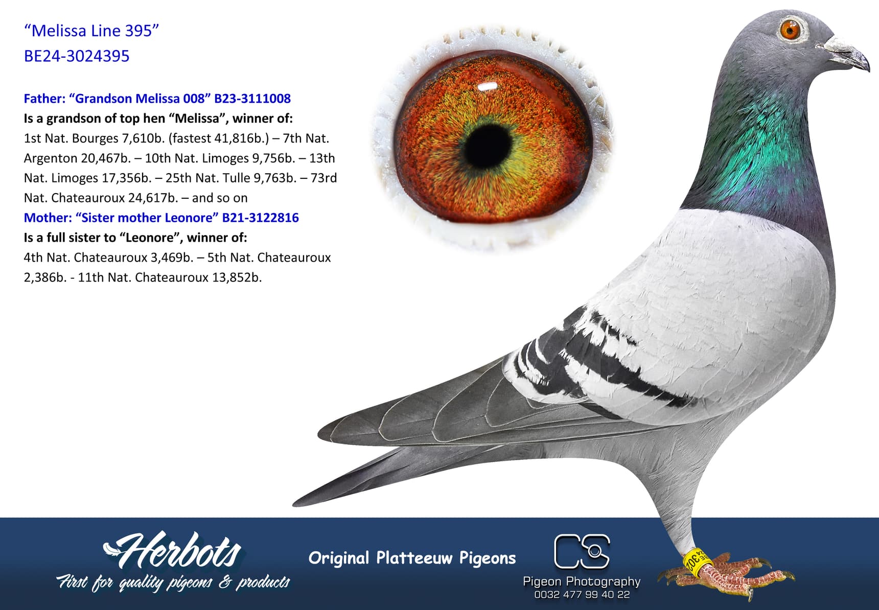 pigeon: undefined