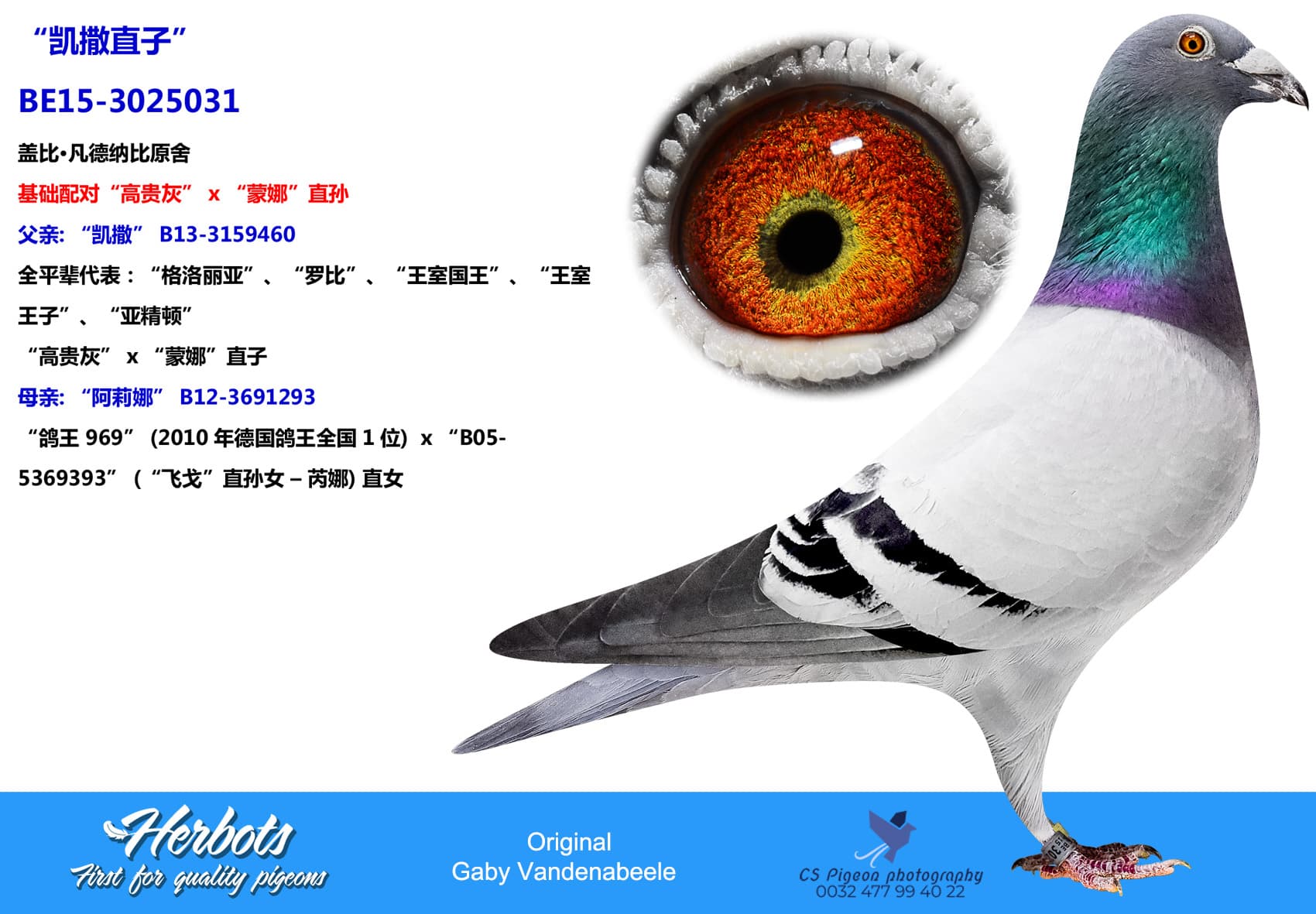 pigeon: undefined