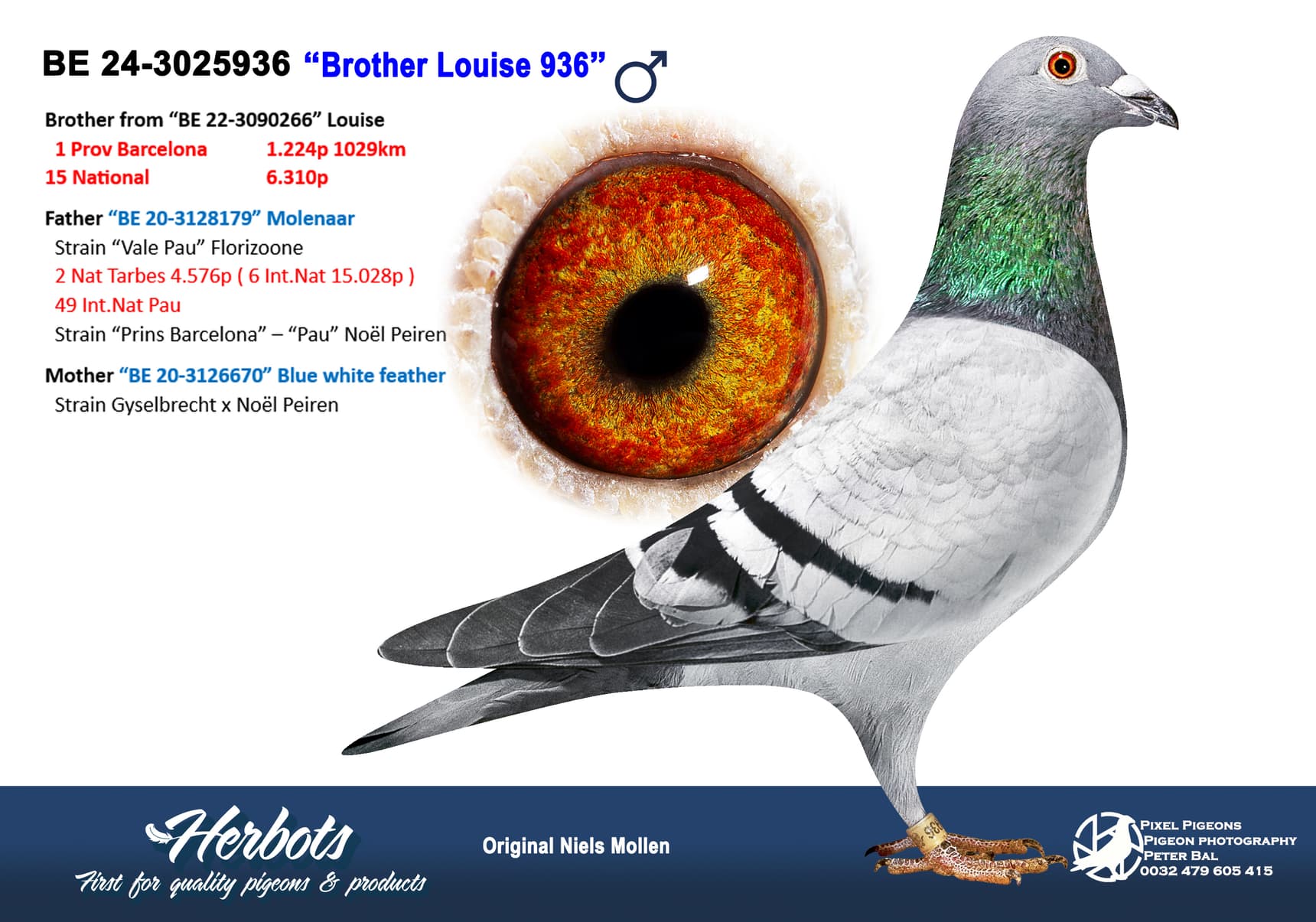 pigeon: undefined