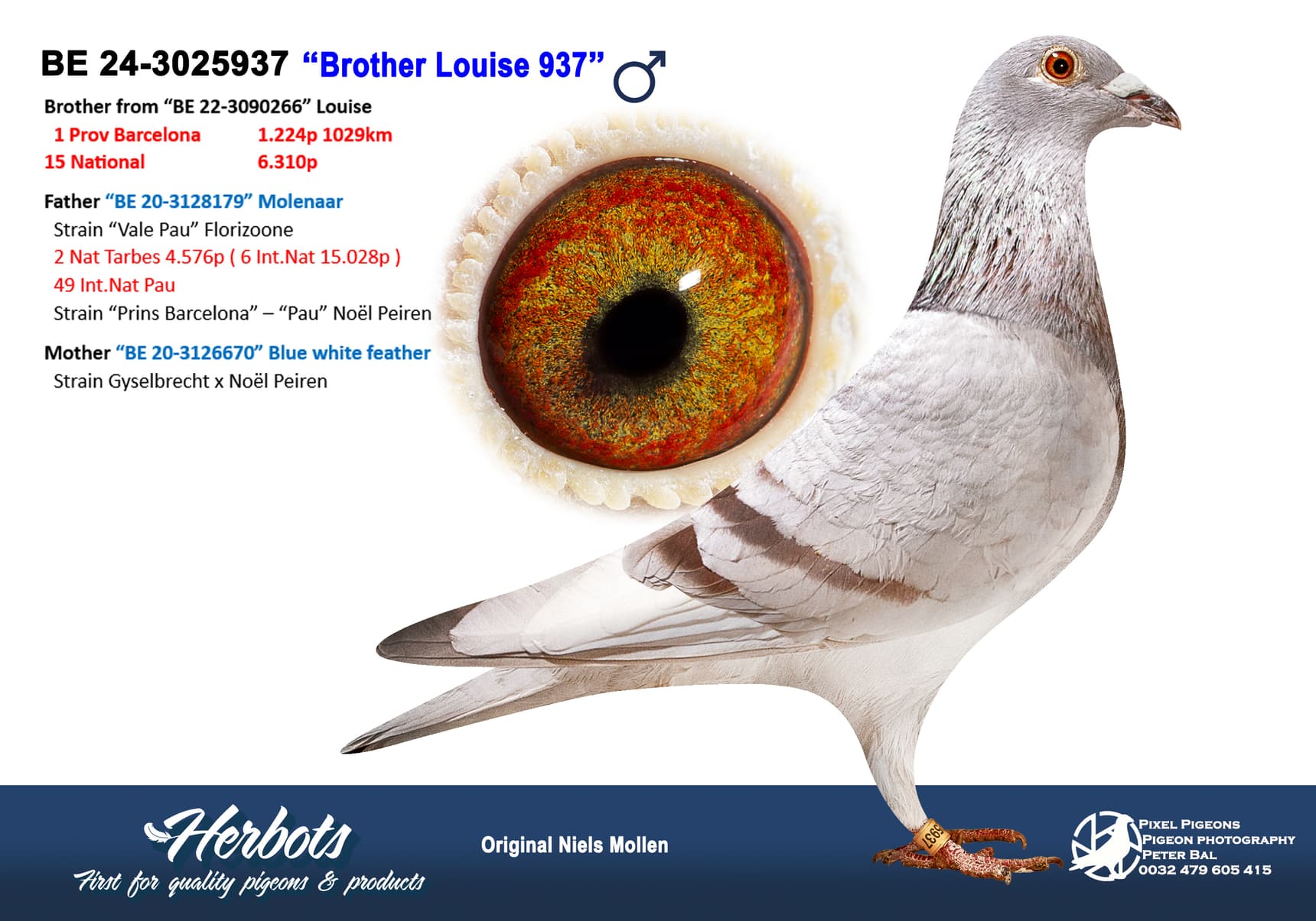 pigeon: undefined