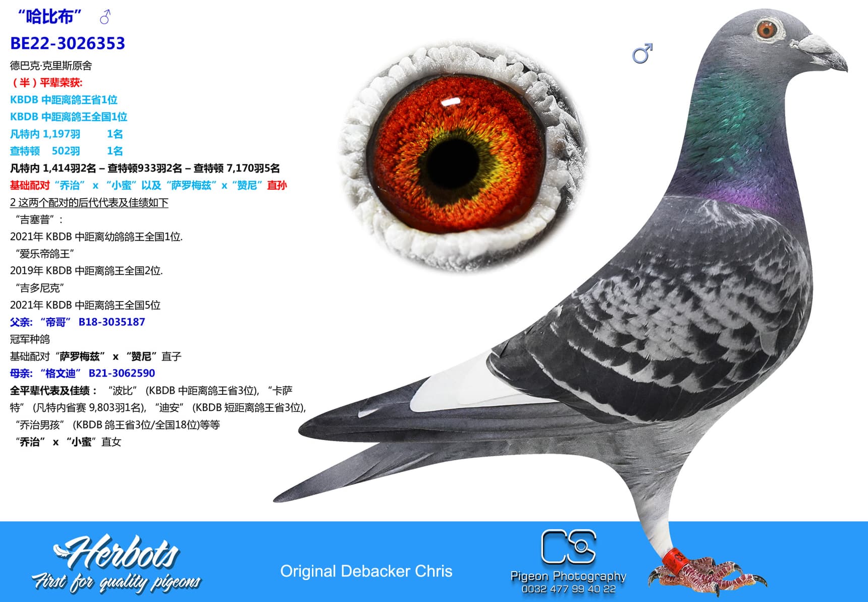 pigeon: “哈比布”