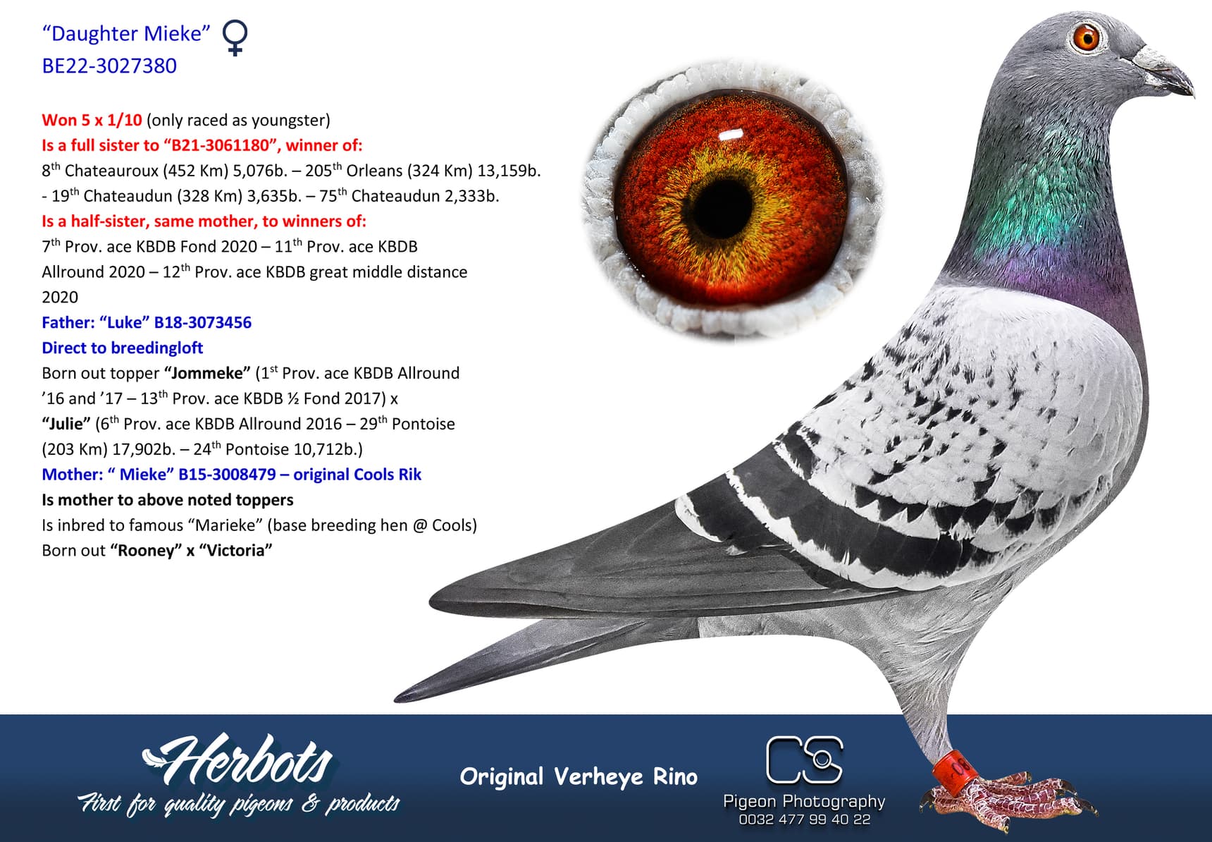 pigeon: undefined