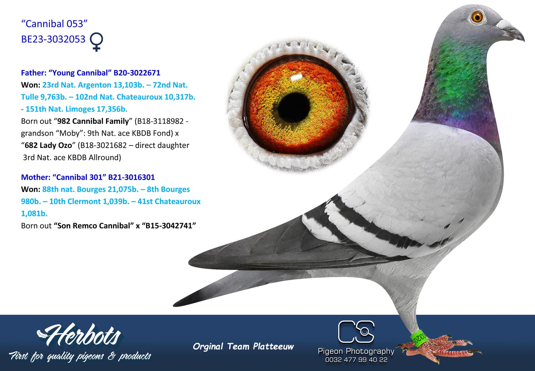 pigeon: undefined