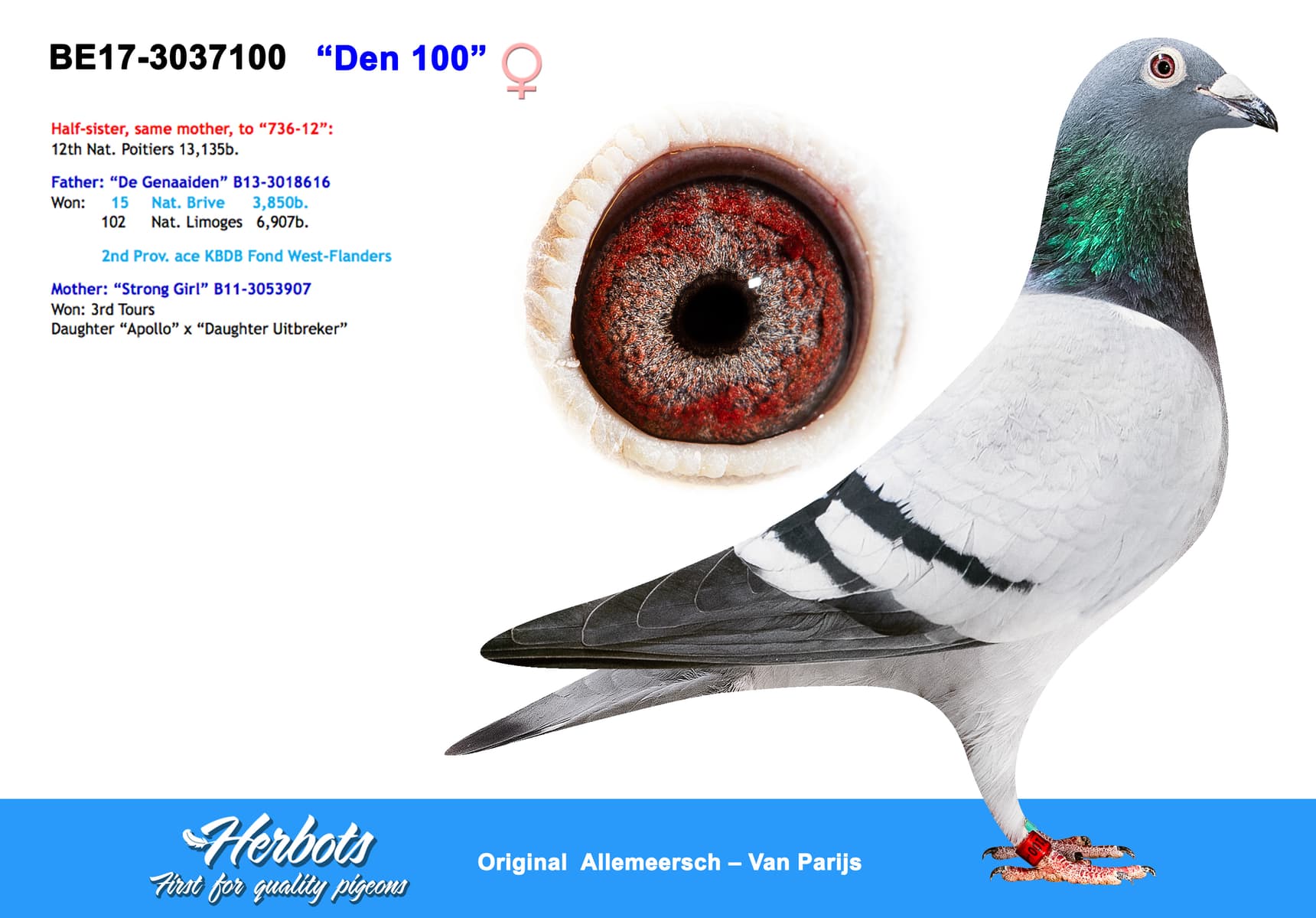 pigeon: undefined