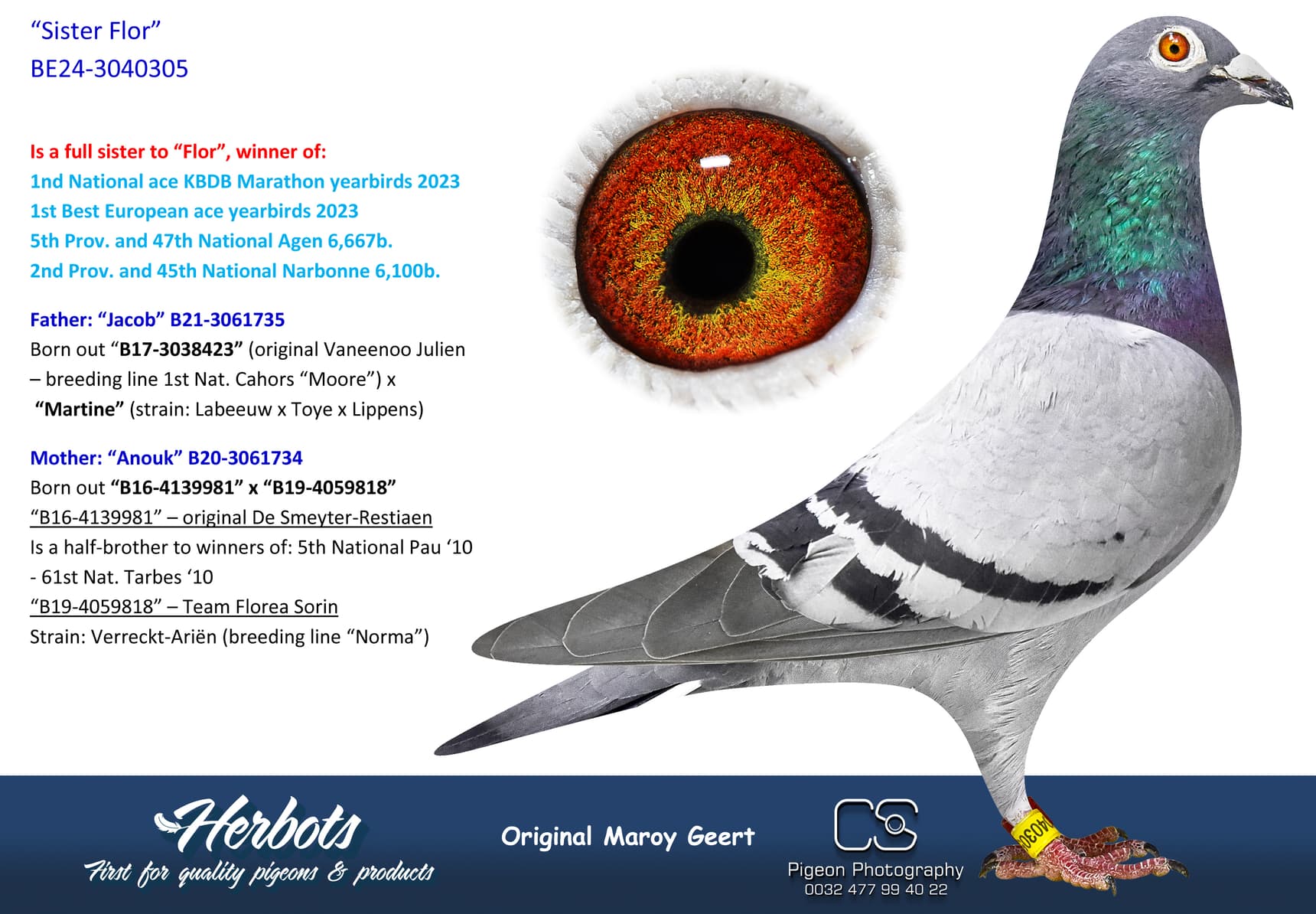 pigeon: undefined