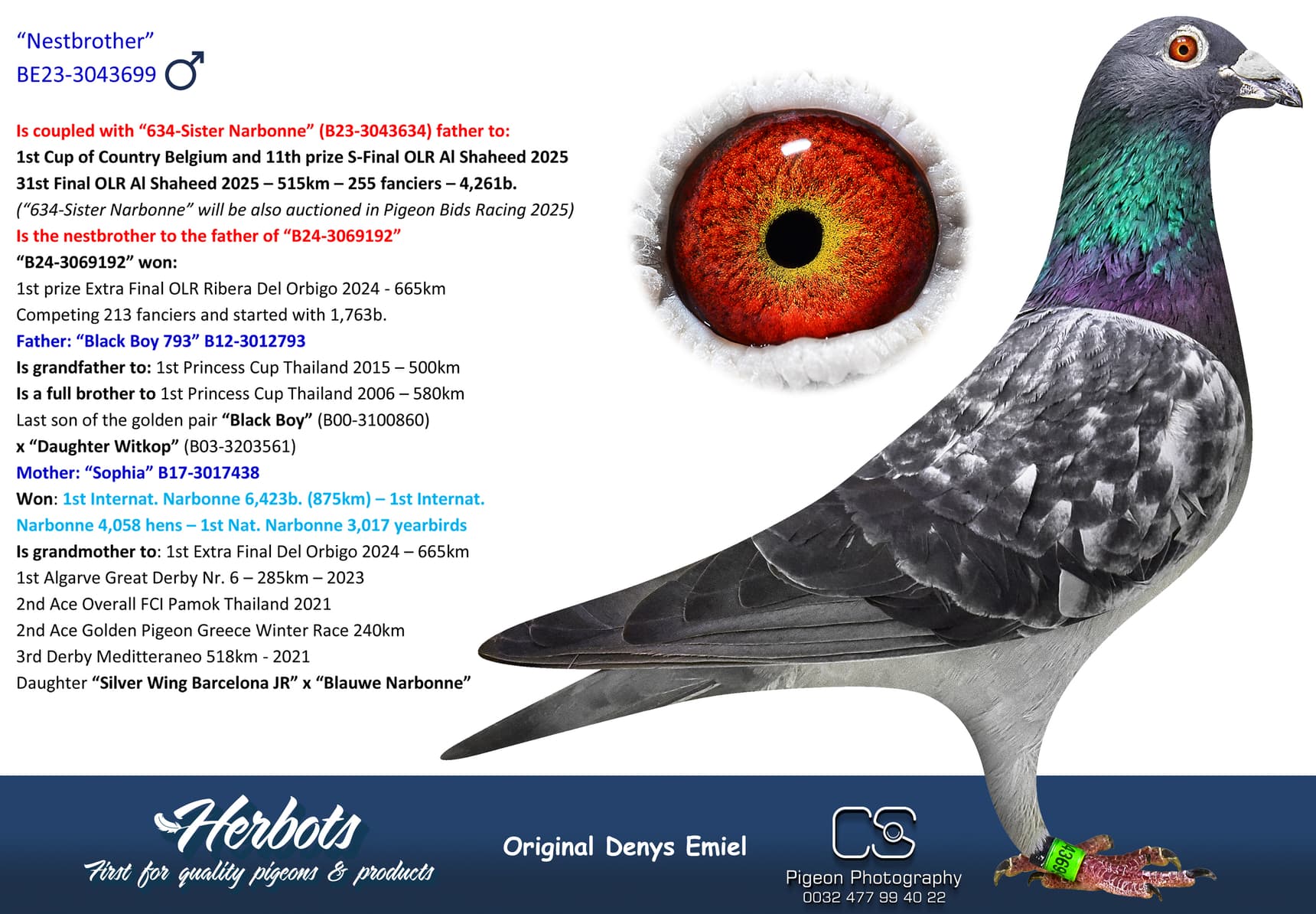 pigeon: undefined