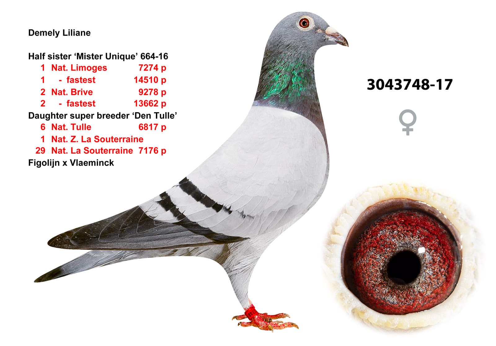 pigeon: undefined