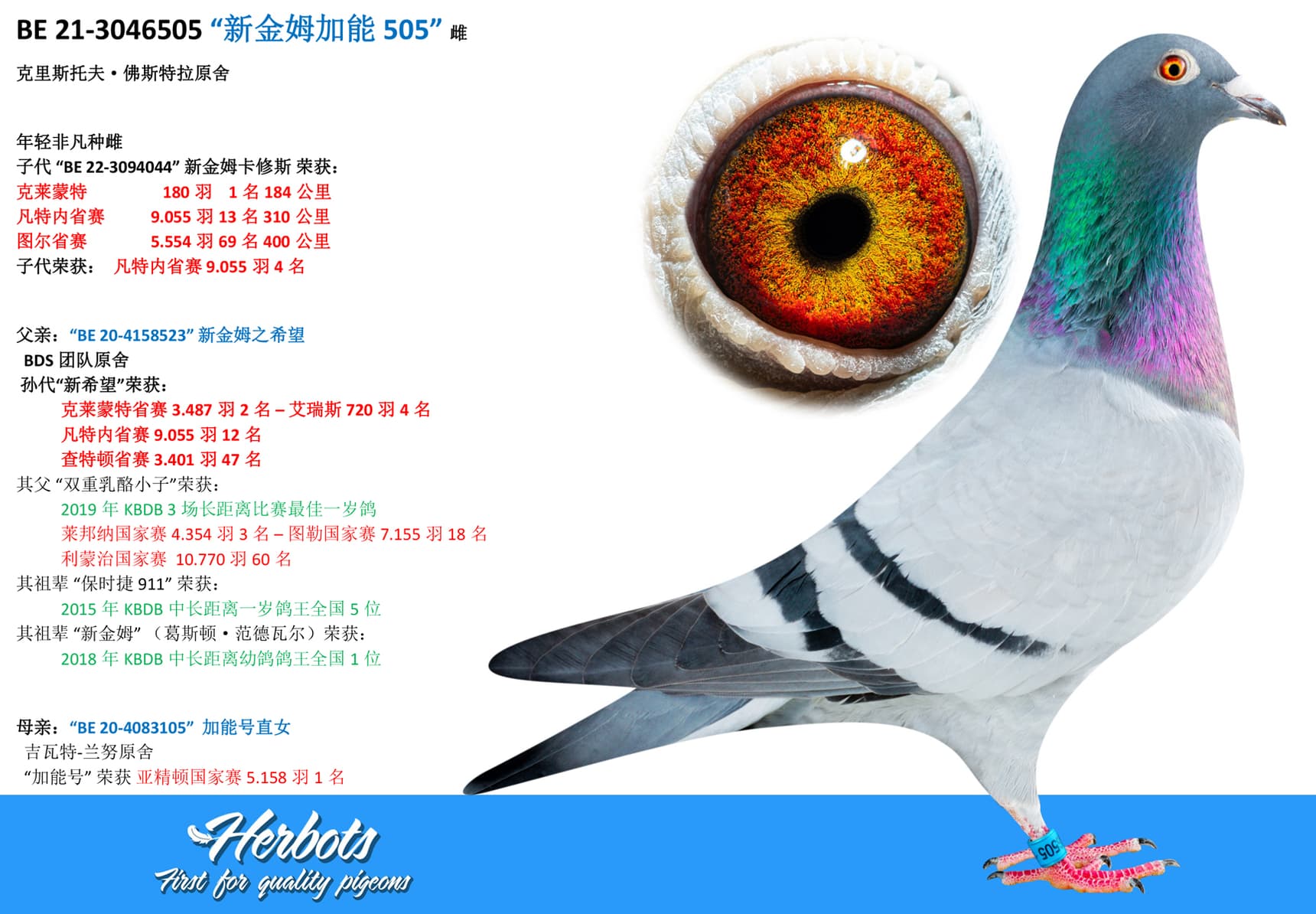 pigeon: undefined