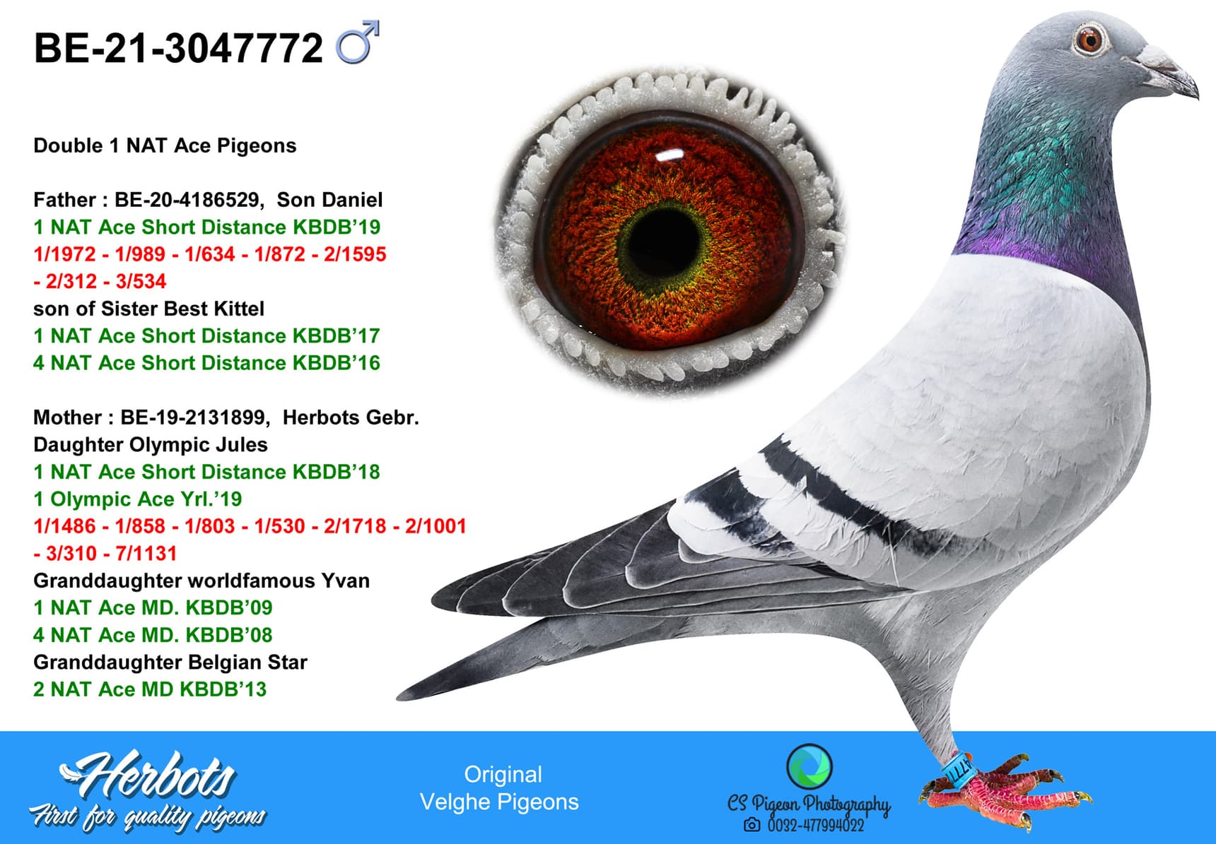 pigeon: undefined