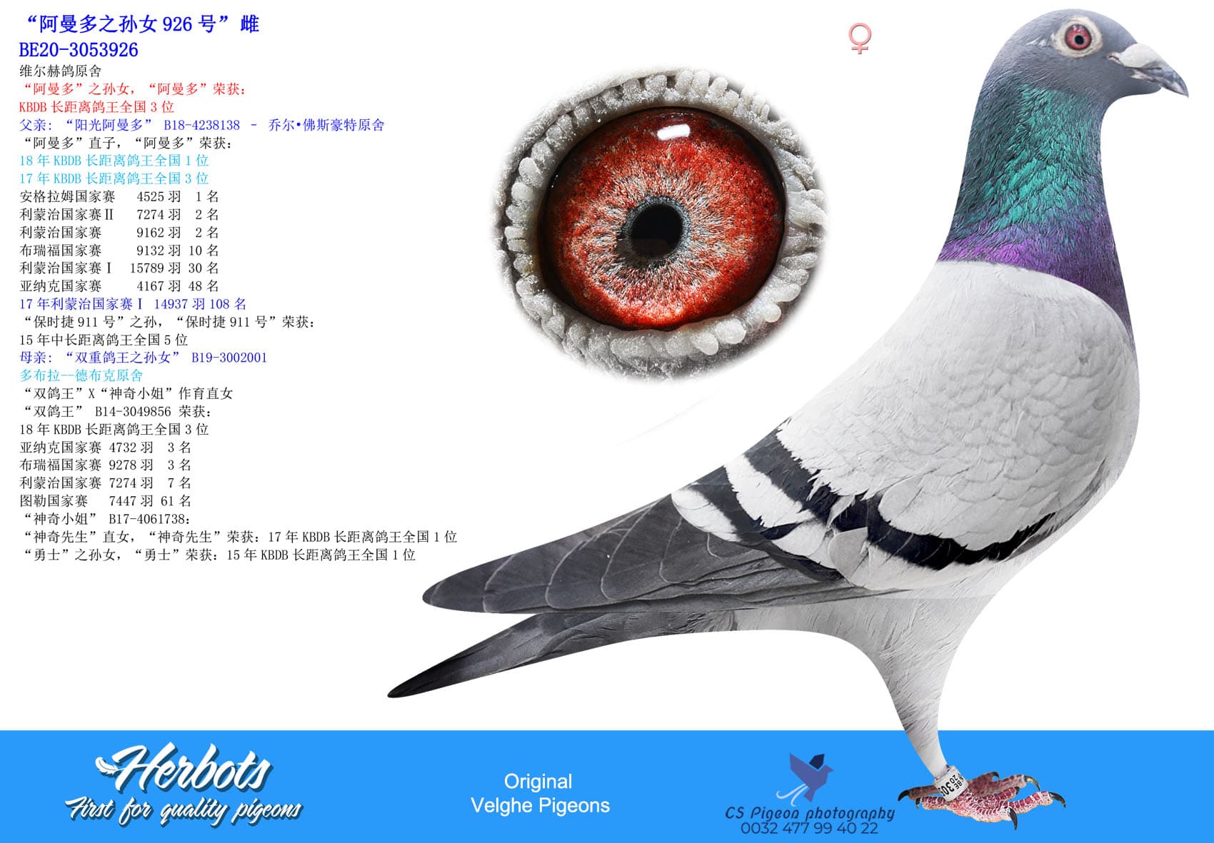 pigeon: undefined