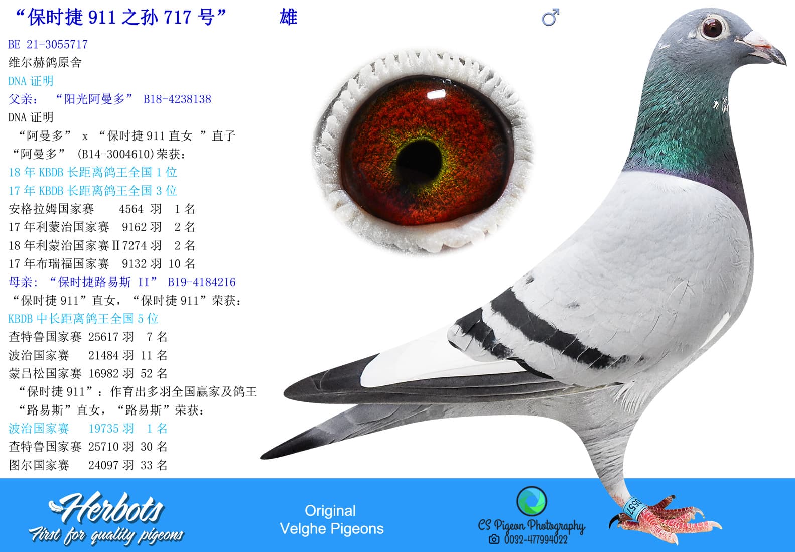 pigeon: undefined
