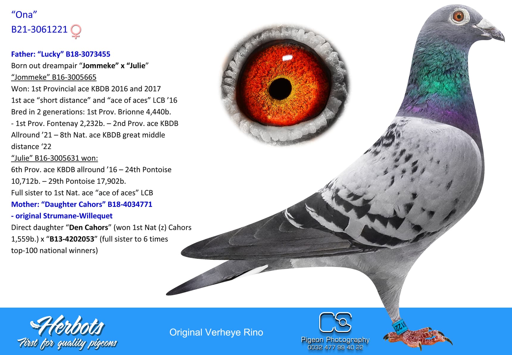 pigeon: undefined