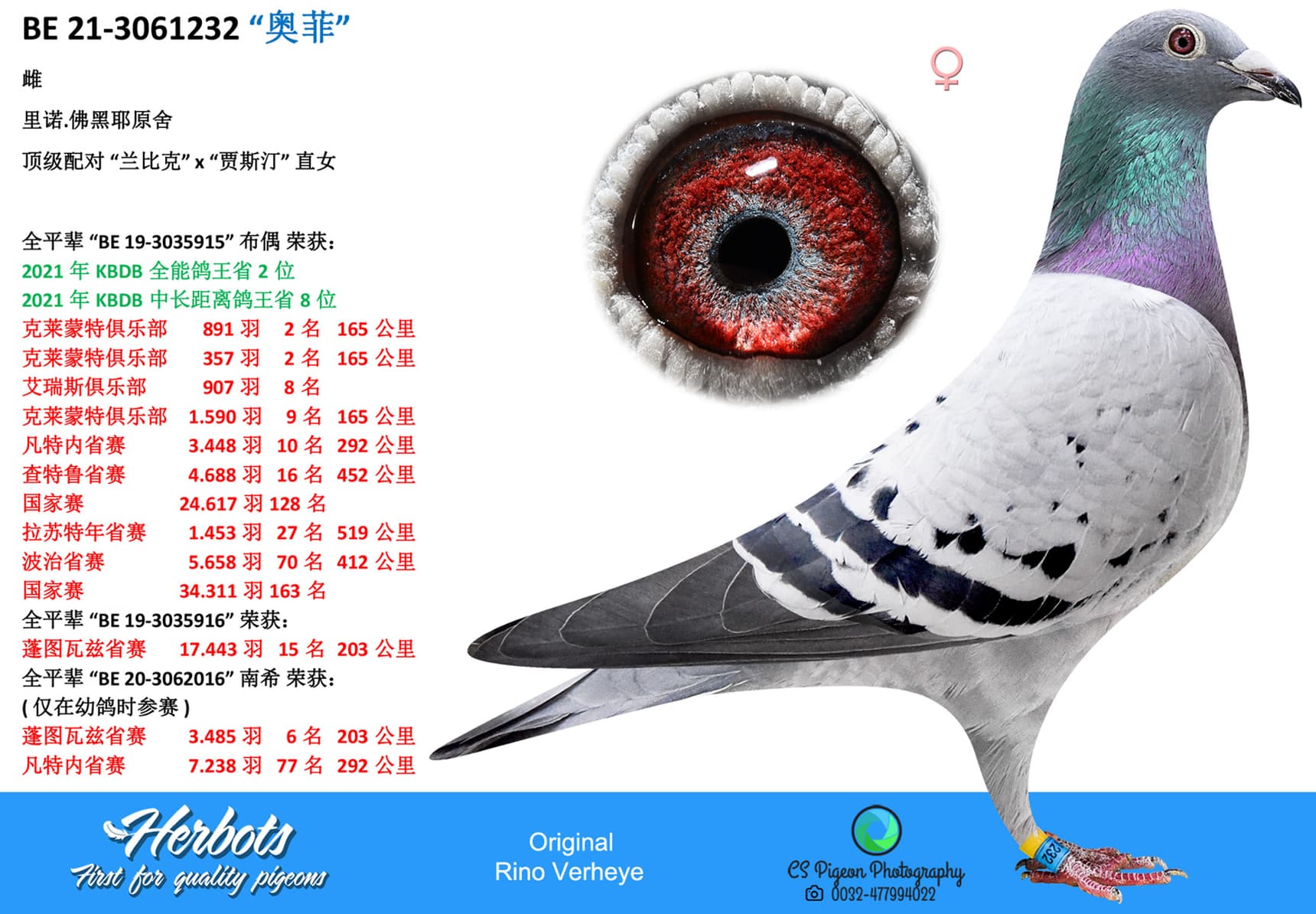 pigeon: undefined