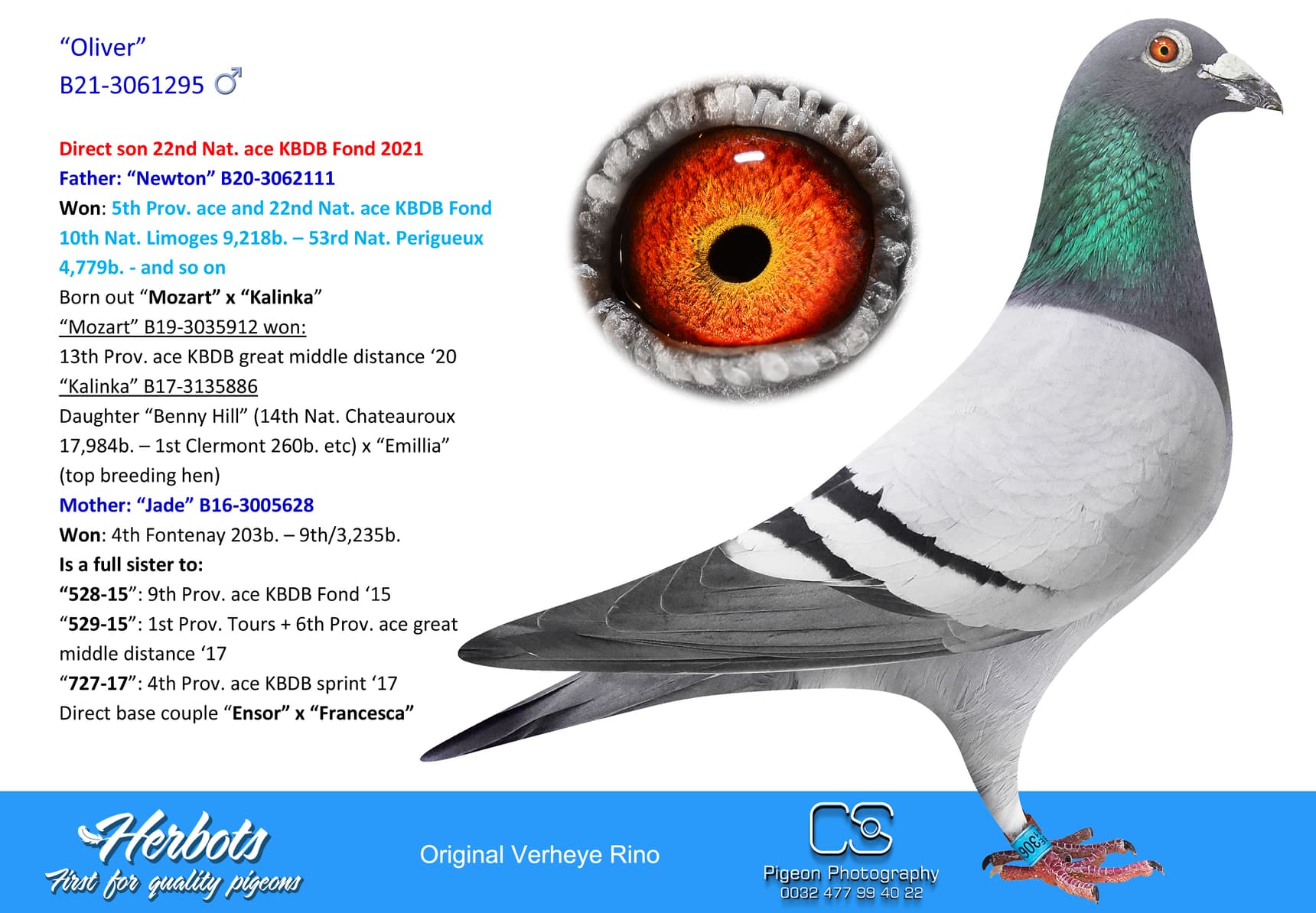 pigeon: undefined