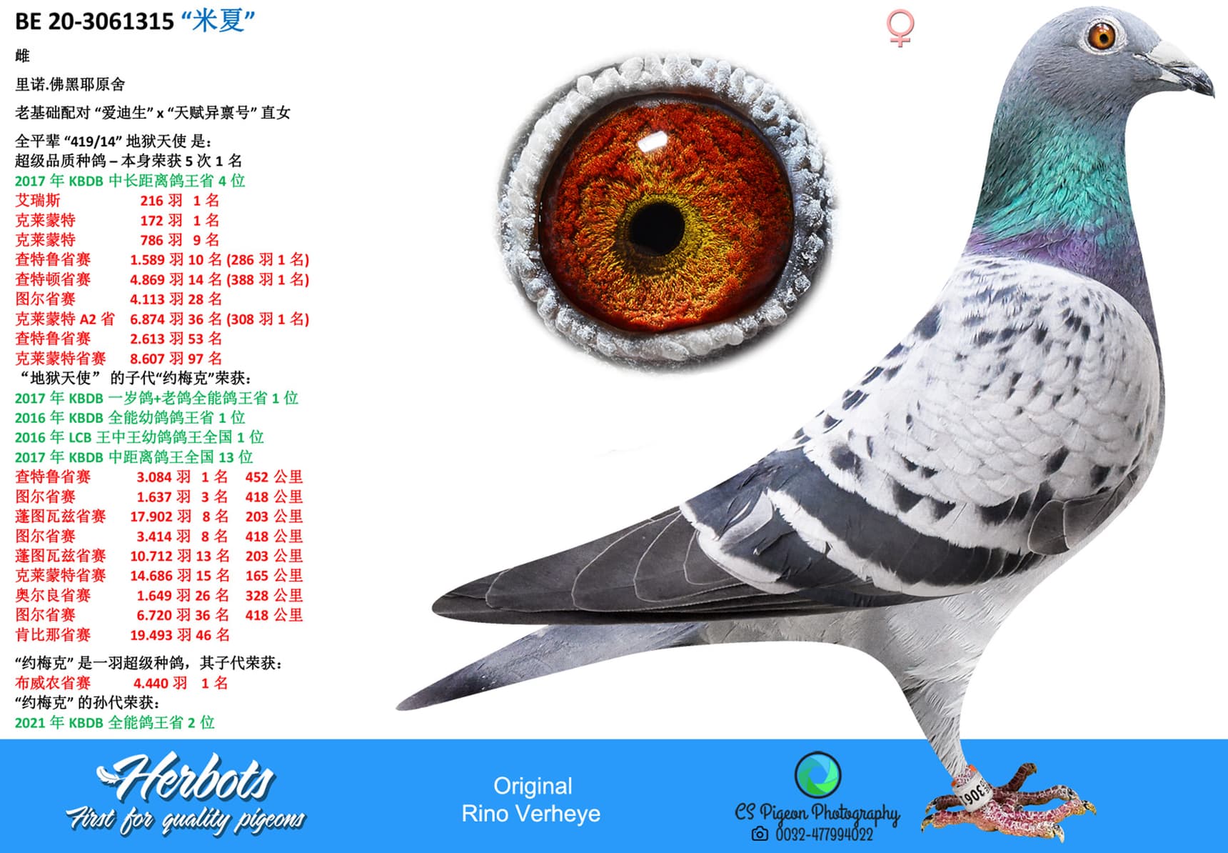 pigeon: undefined