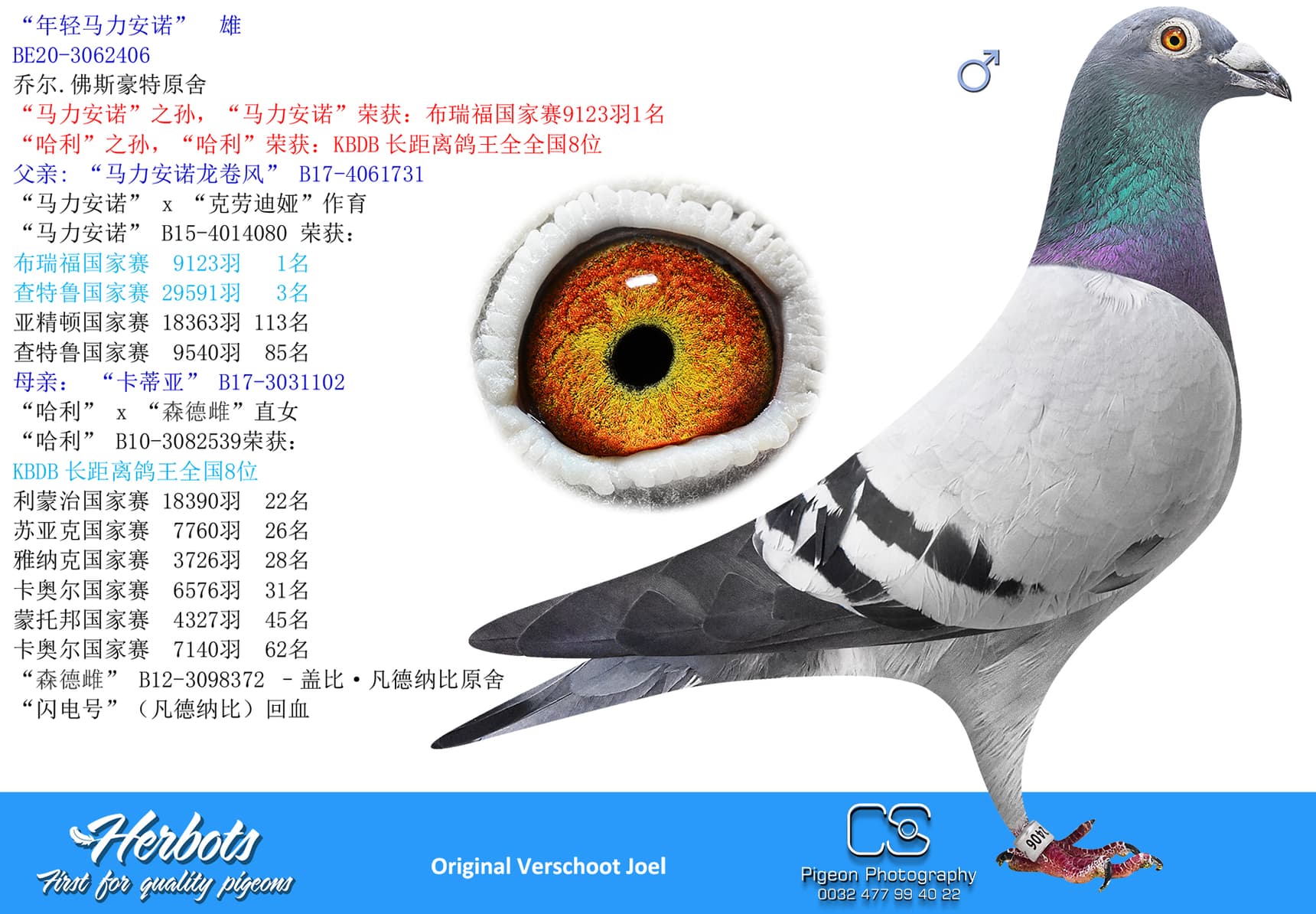 pigeon: undefined