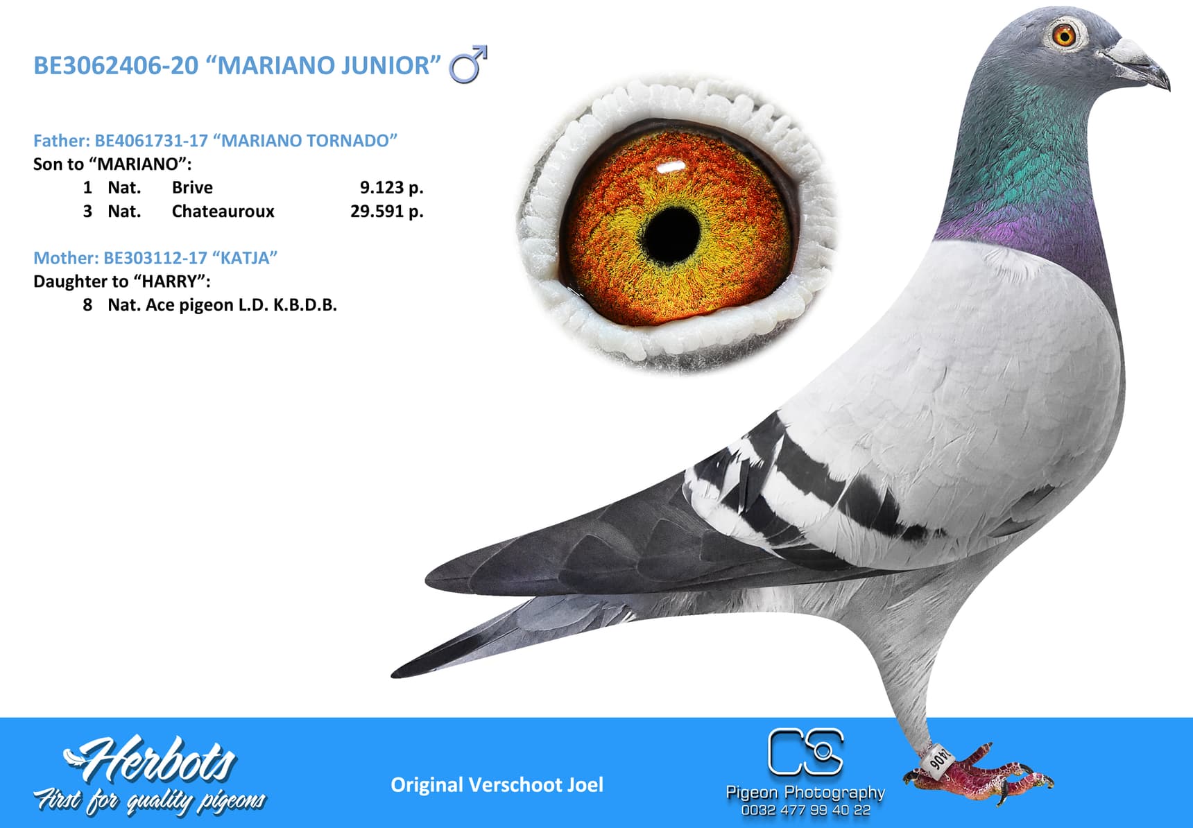 pigeon: undefined