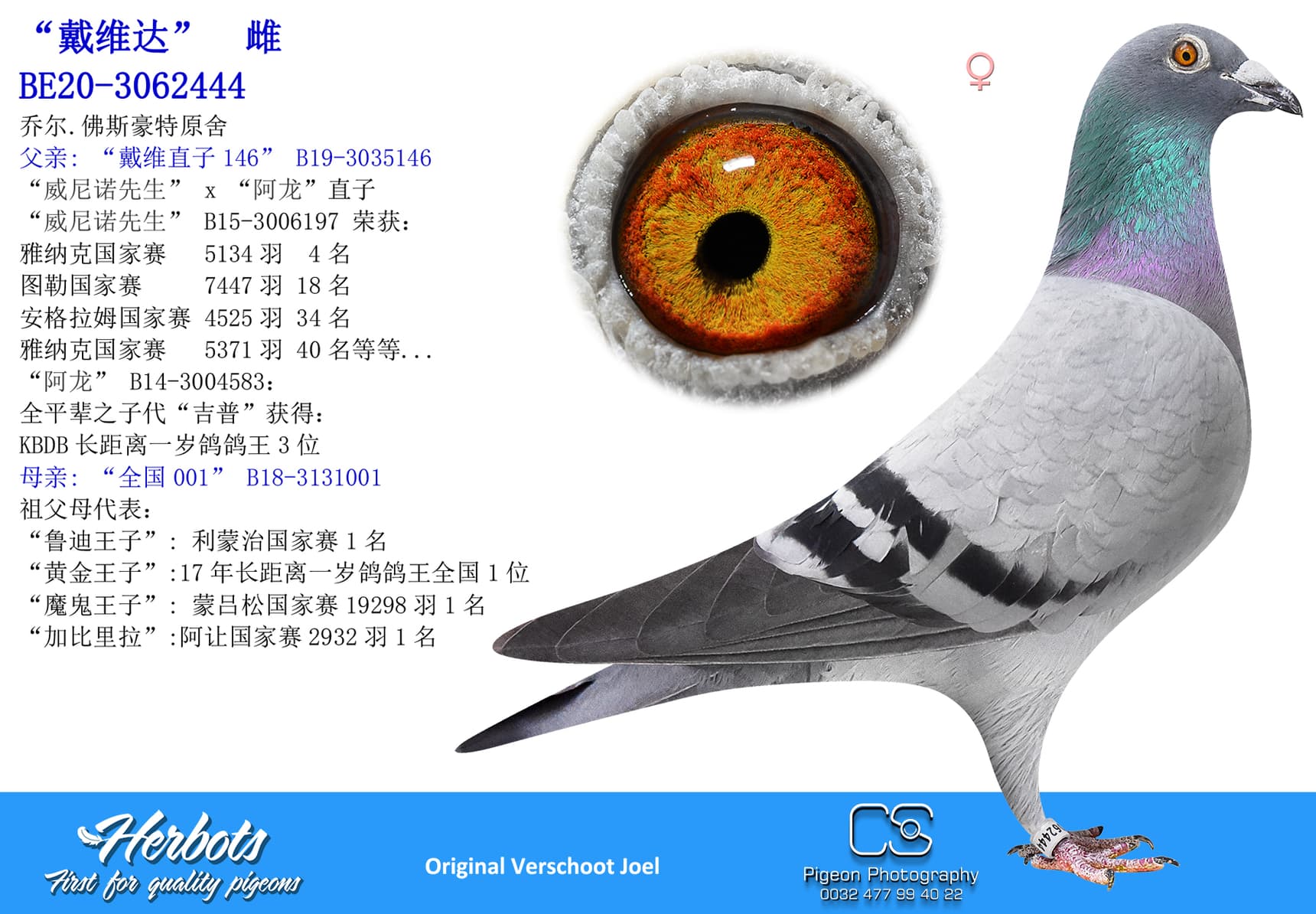 pigeon: undefined