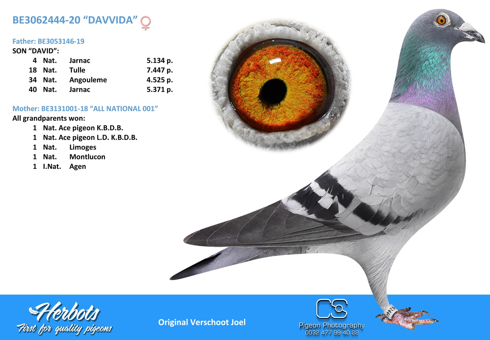 pigeon: undefined