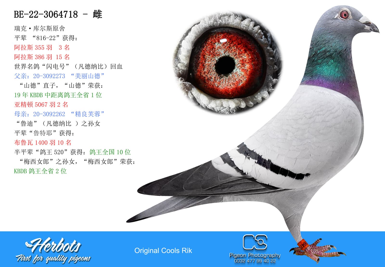 pigeon: undefined