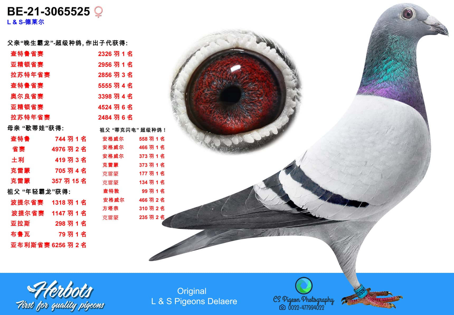 pigeon: undefined