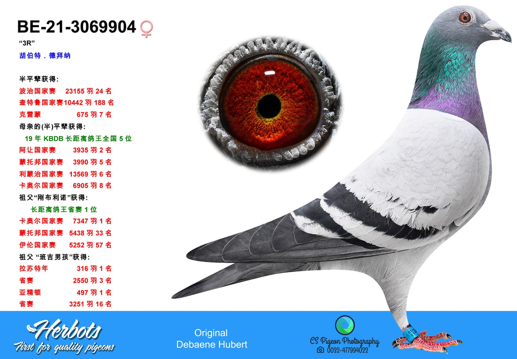 pigeon: undefined