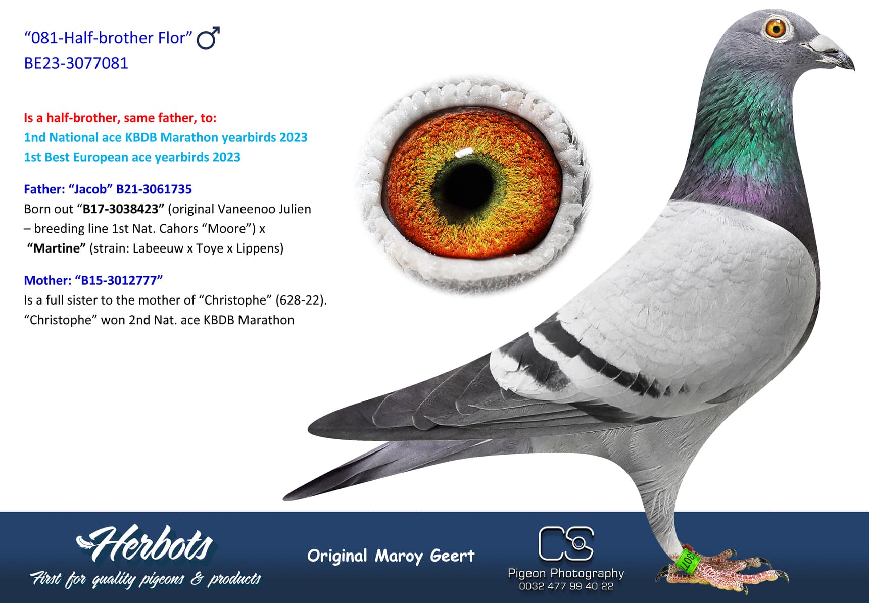 pigeon: undefined