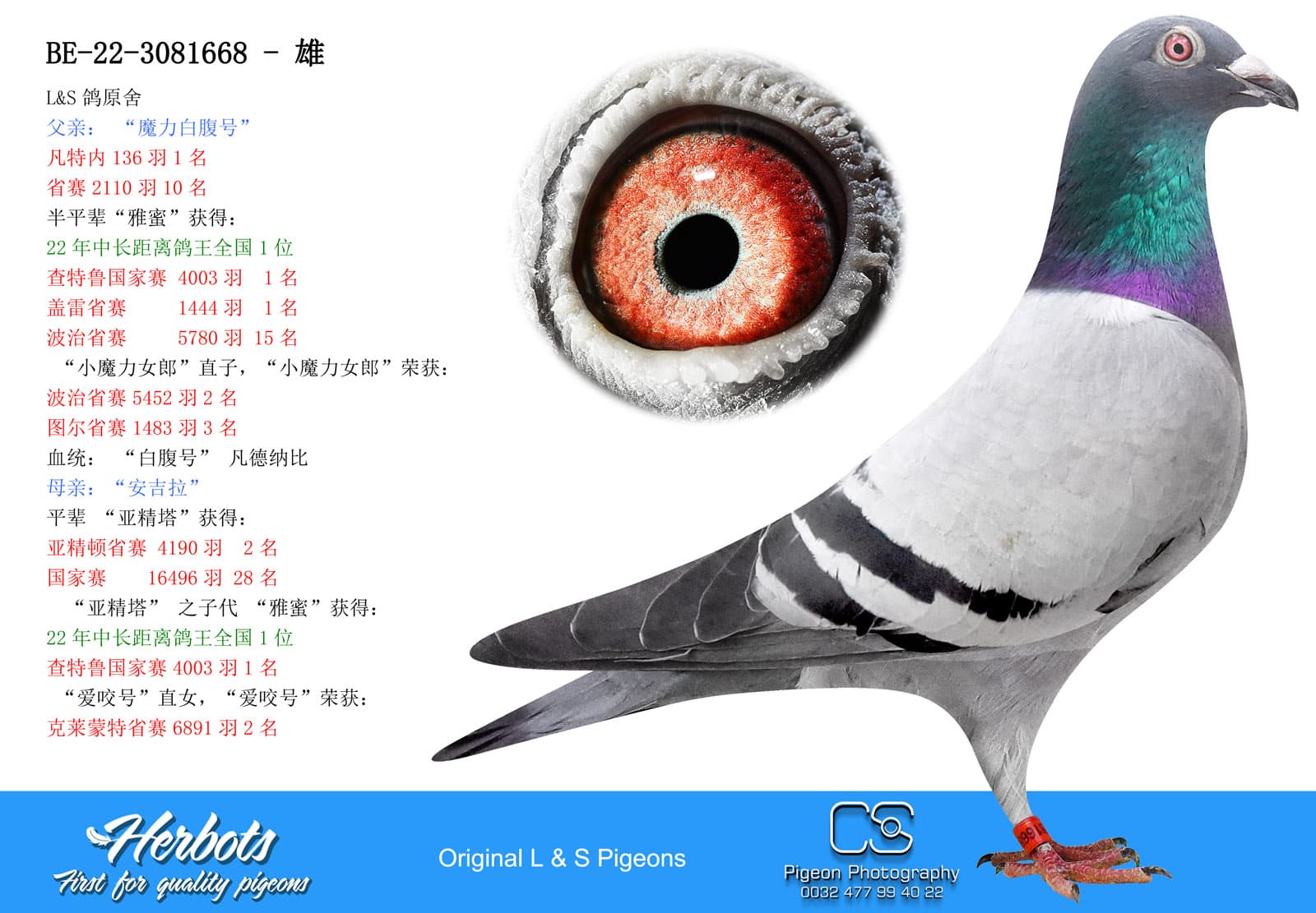 pigeon: undefined