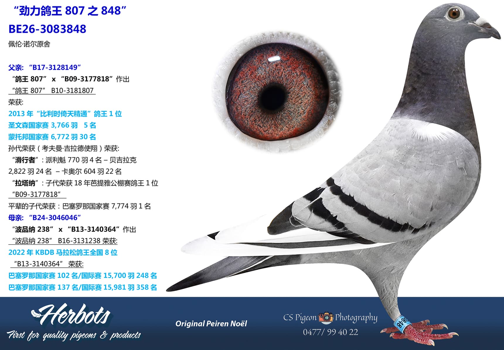 pigeon: undefined