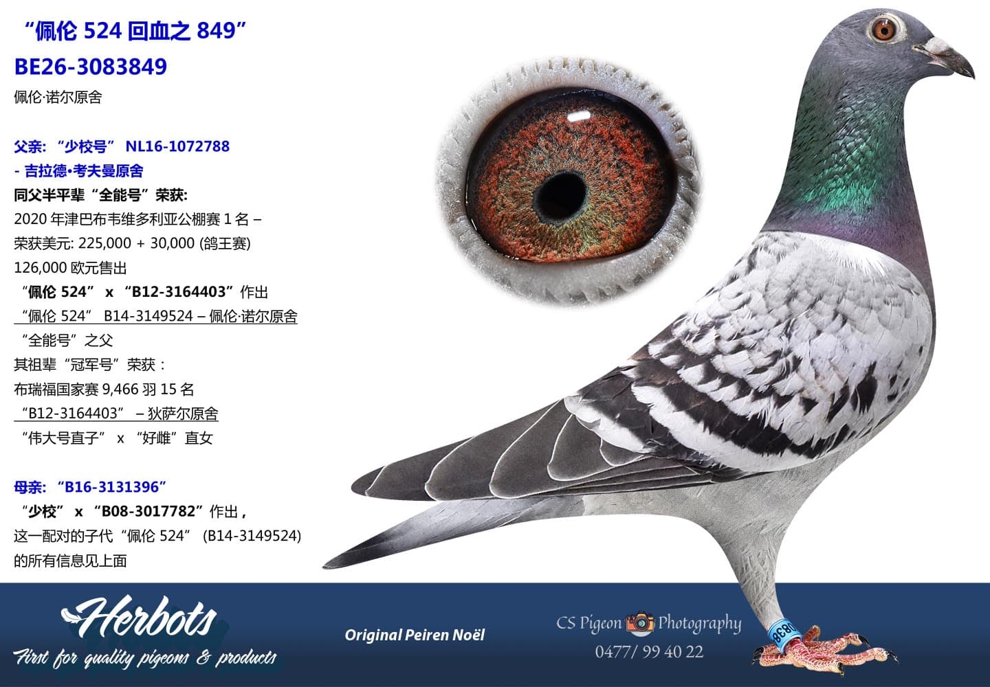 pigeon: undefined