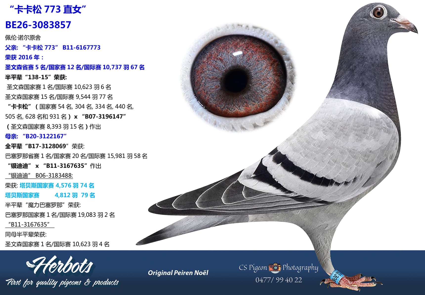 pigeon: undefined