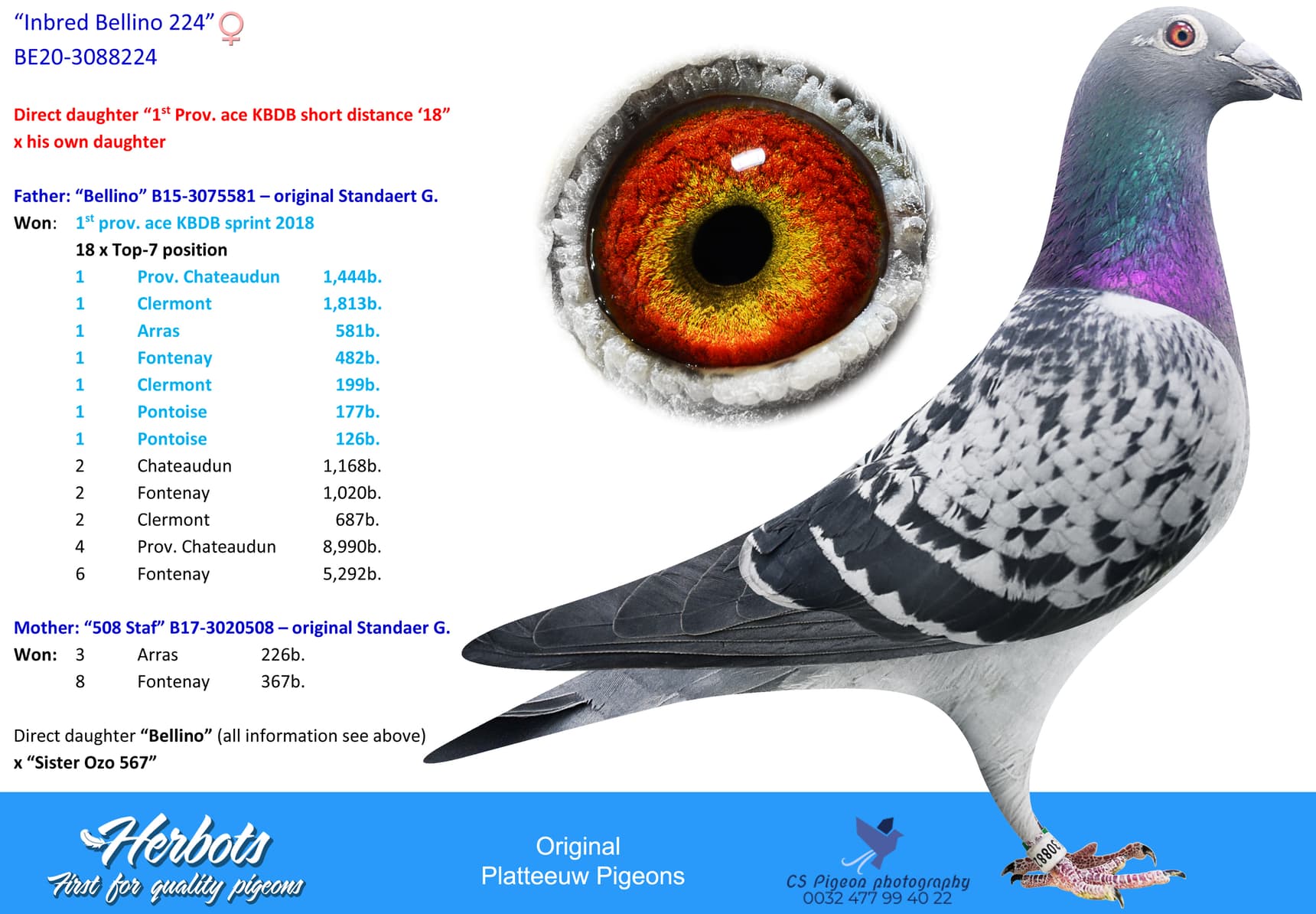 pigeon: undefined