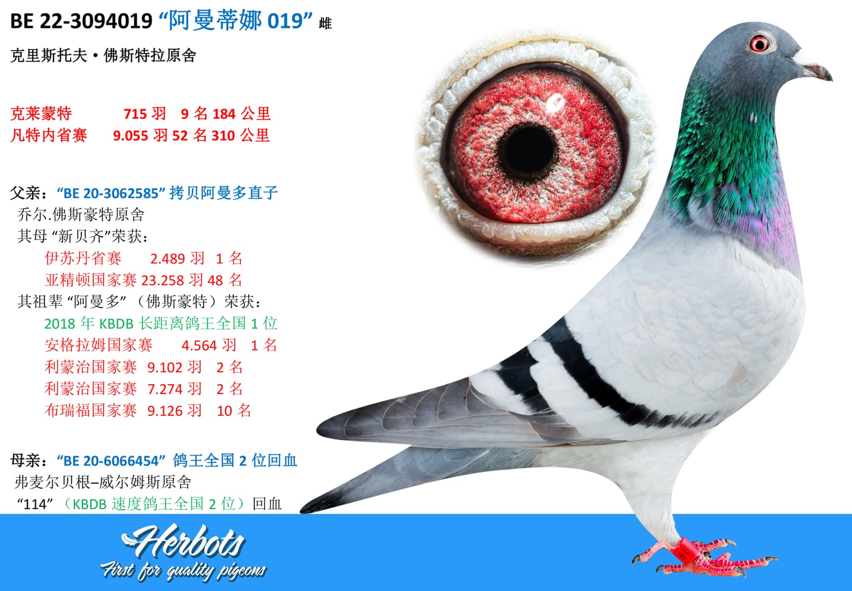 pigeon: undefined