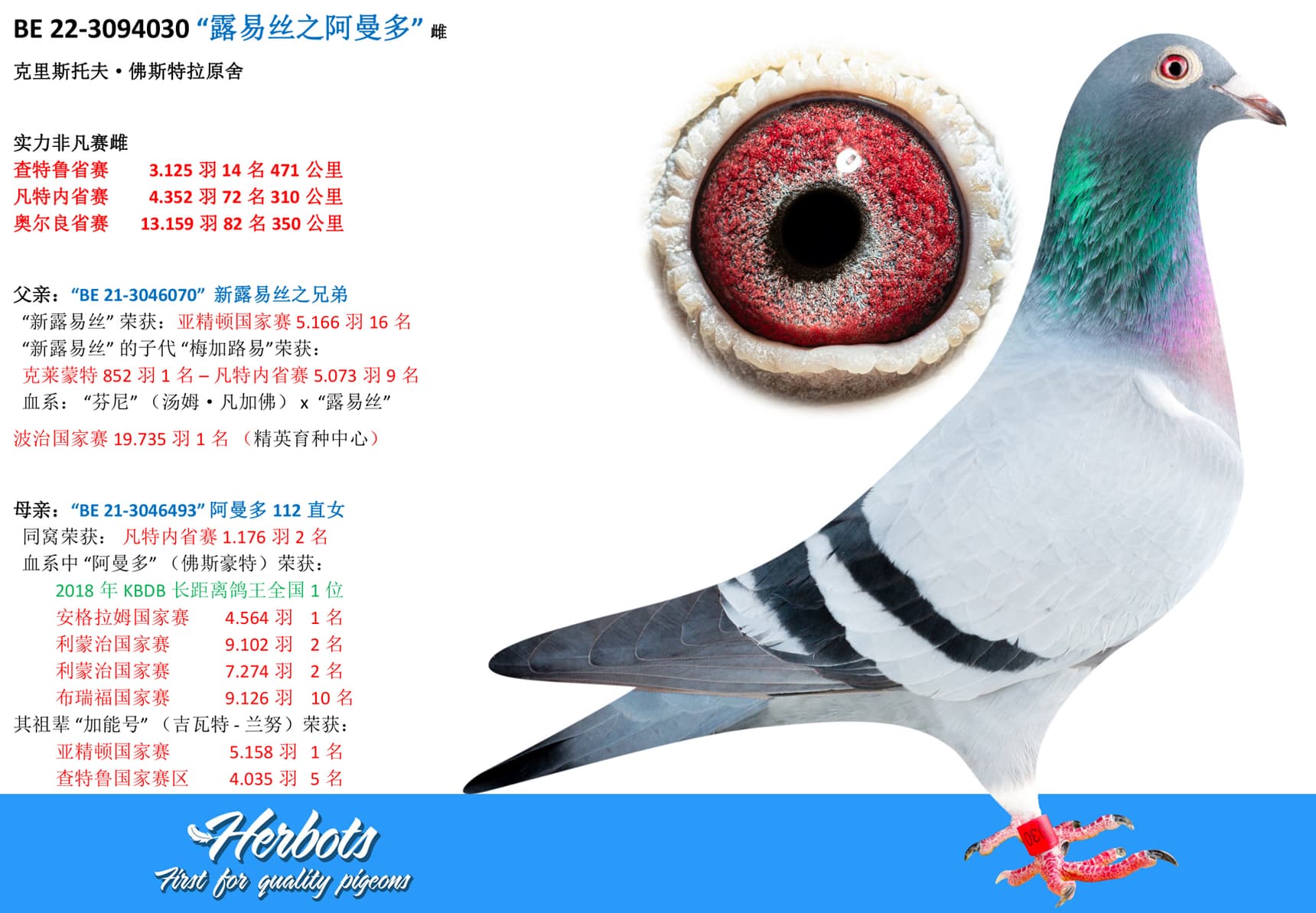 pigeon: “露易丝之阿曼多”