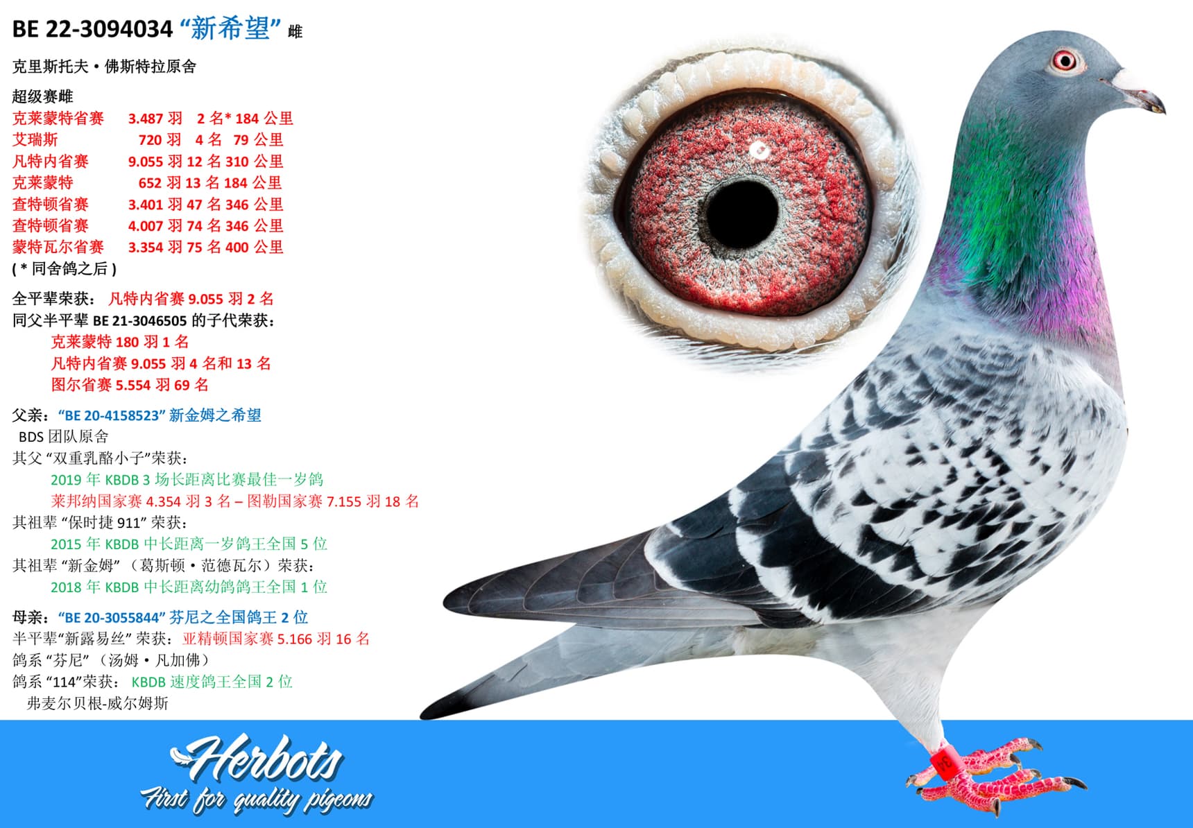 pigeon: undefined