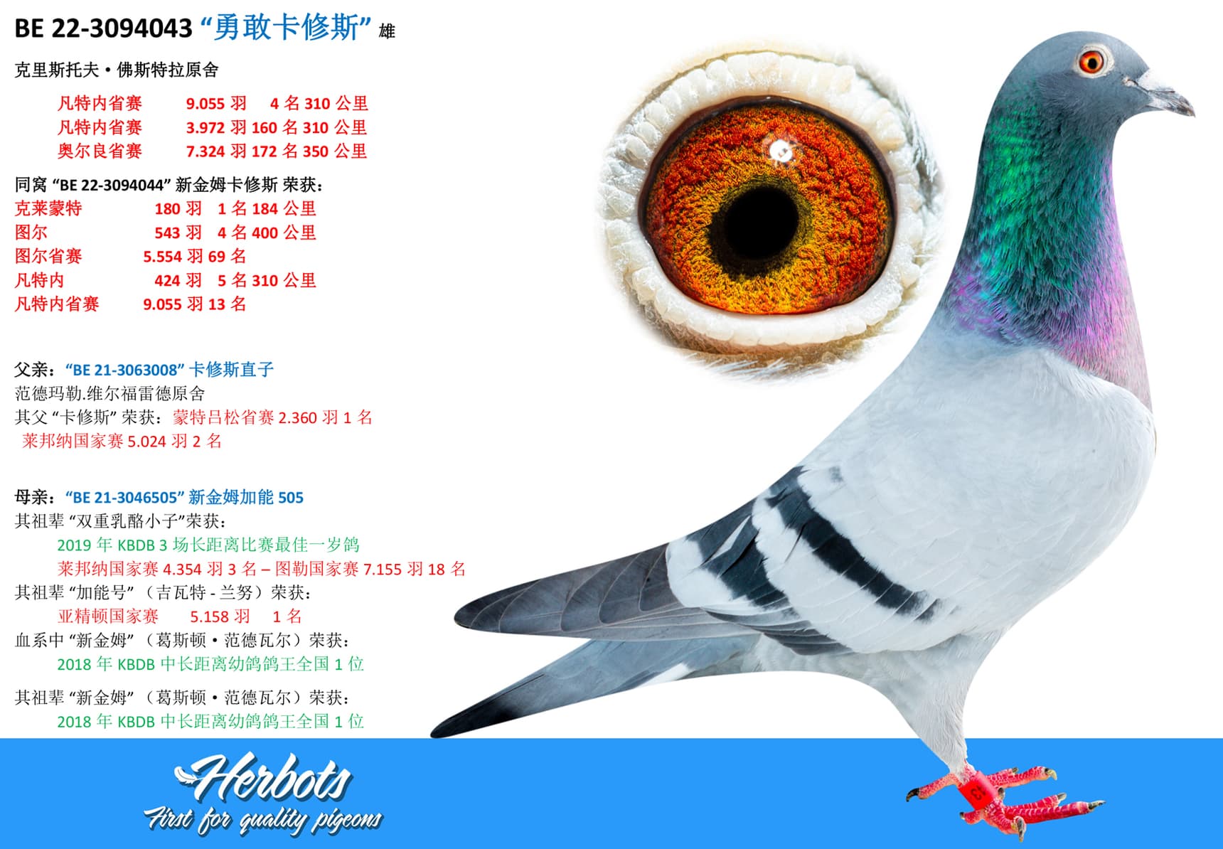 pigeon: undefined