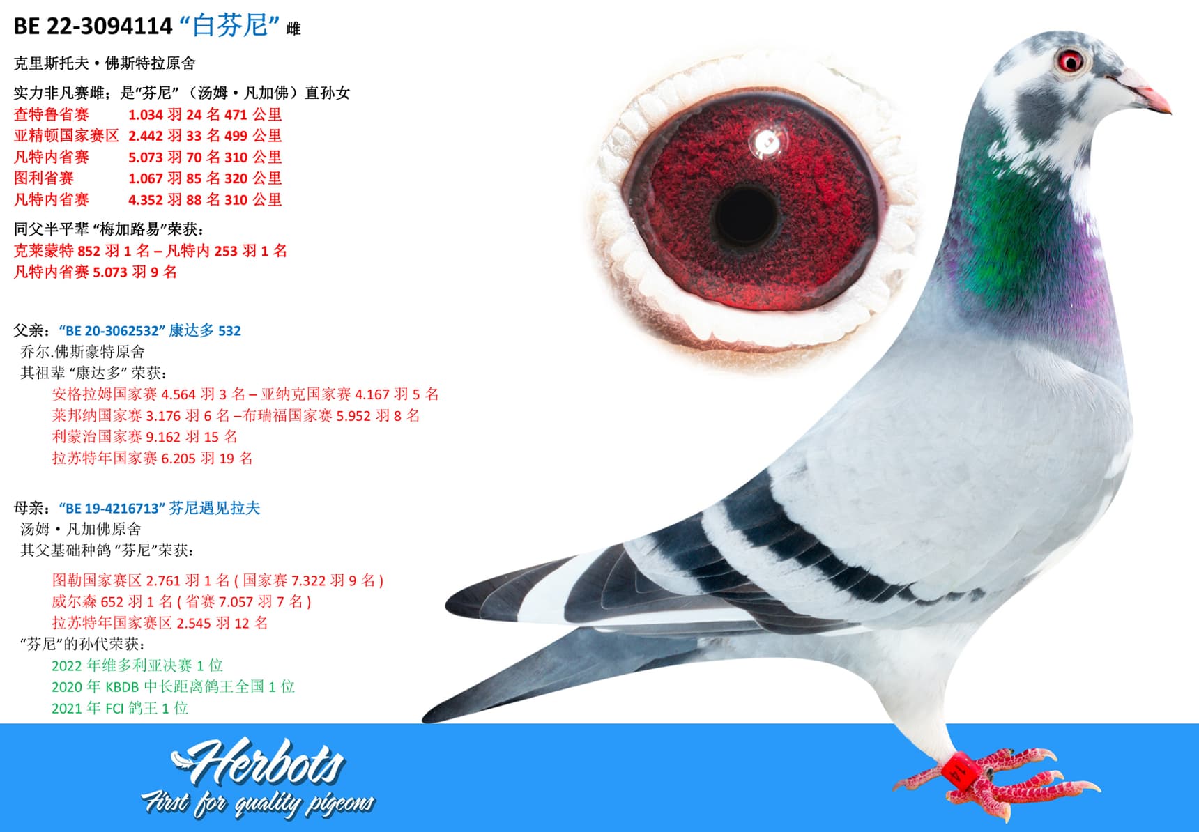 pigeon: undefined