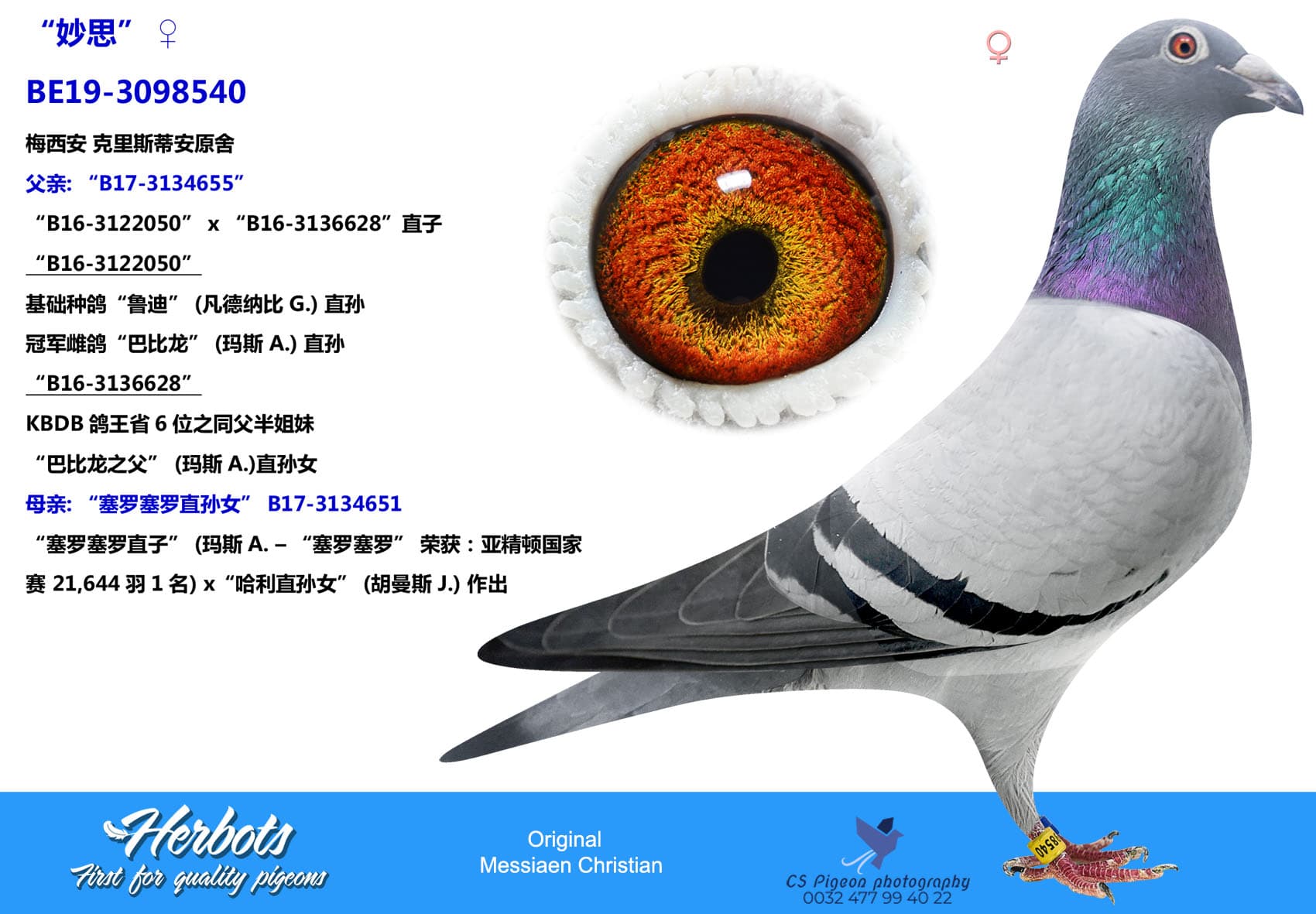 pigeon: “妙思”