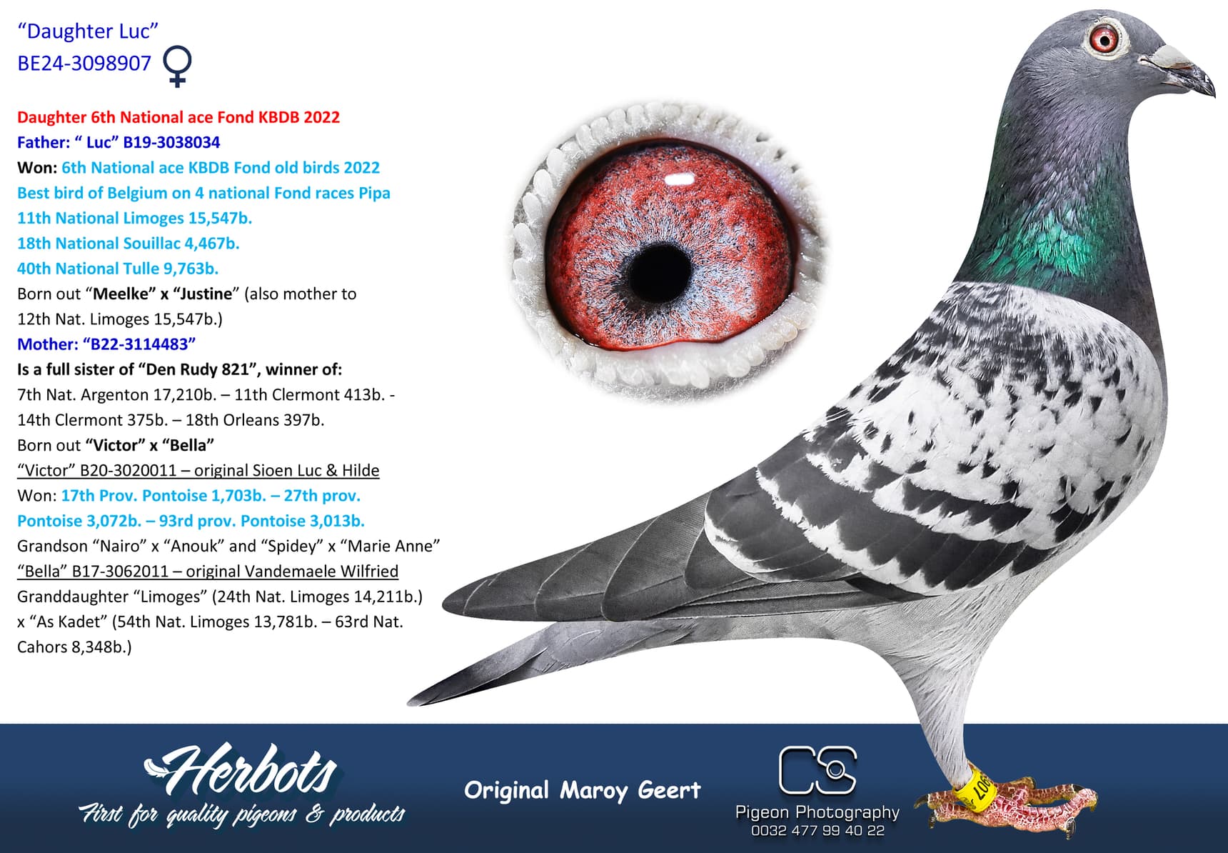 pigeon: undefined