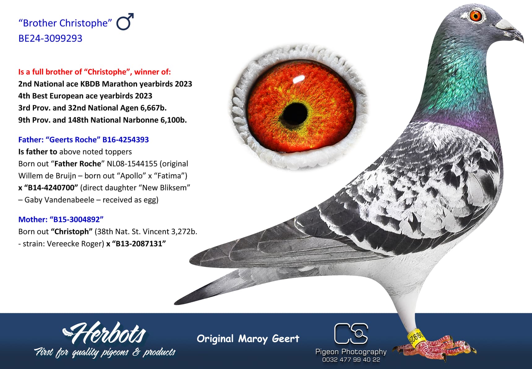 pigeon: undefined
