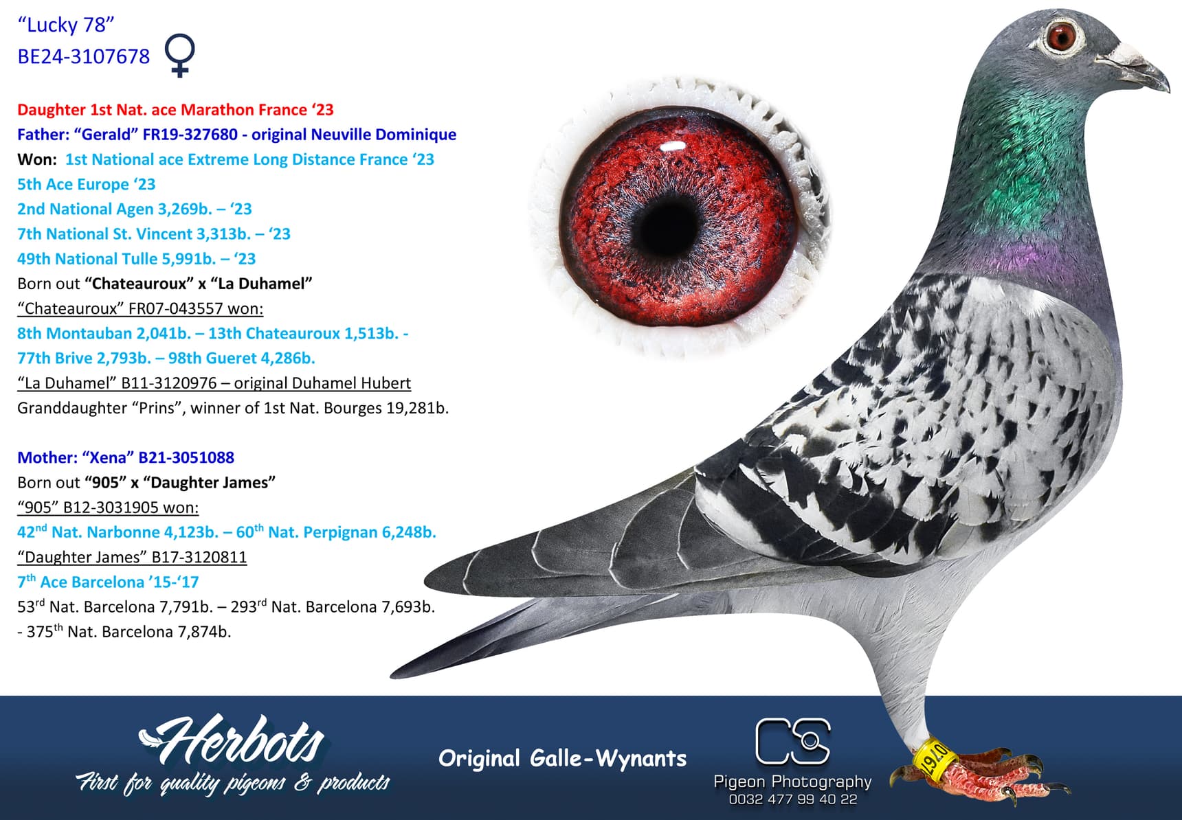 pigeon: undefined
