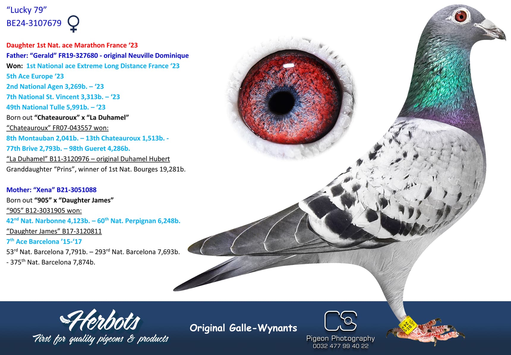 pigeon: undefined
