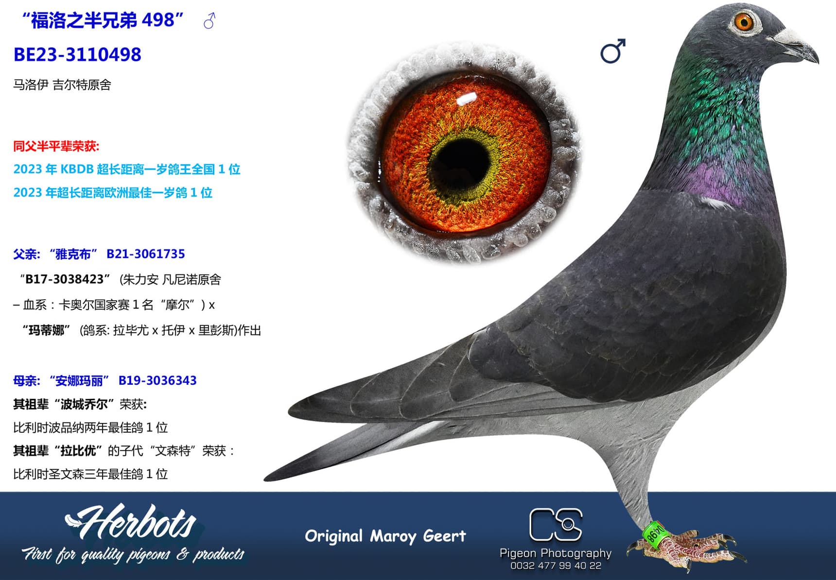pigeon: undefined