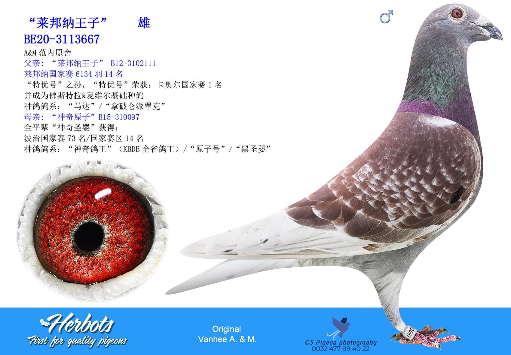 pigeon: undefined