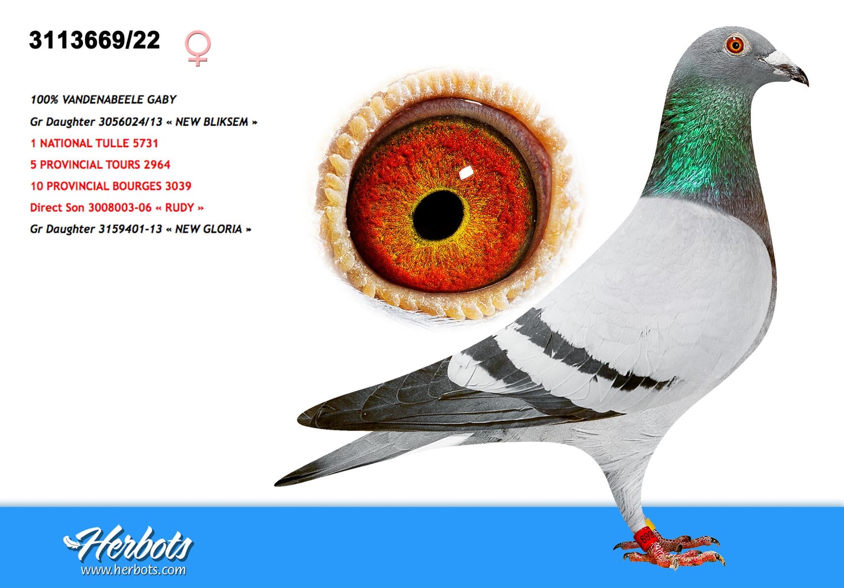 pigeon: undefined