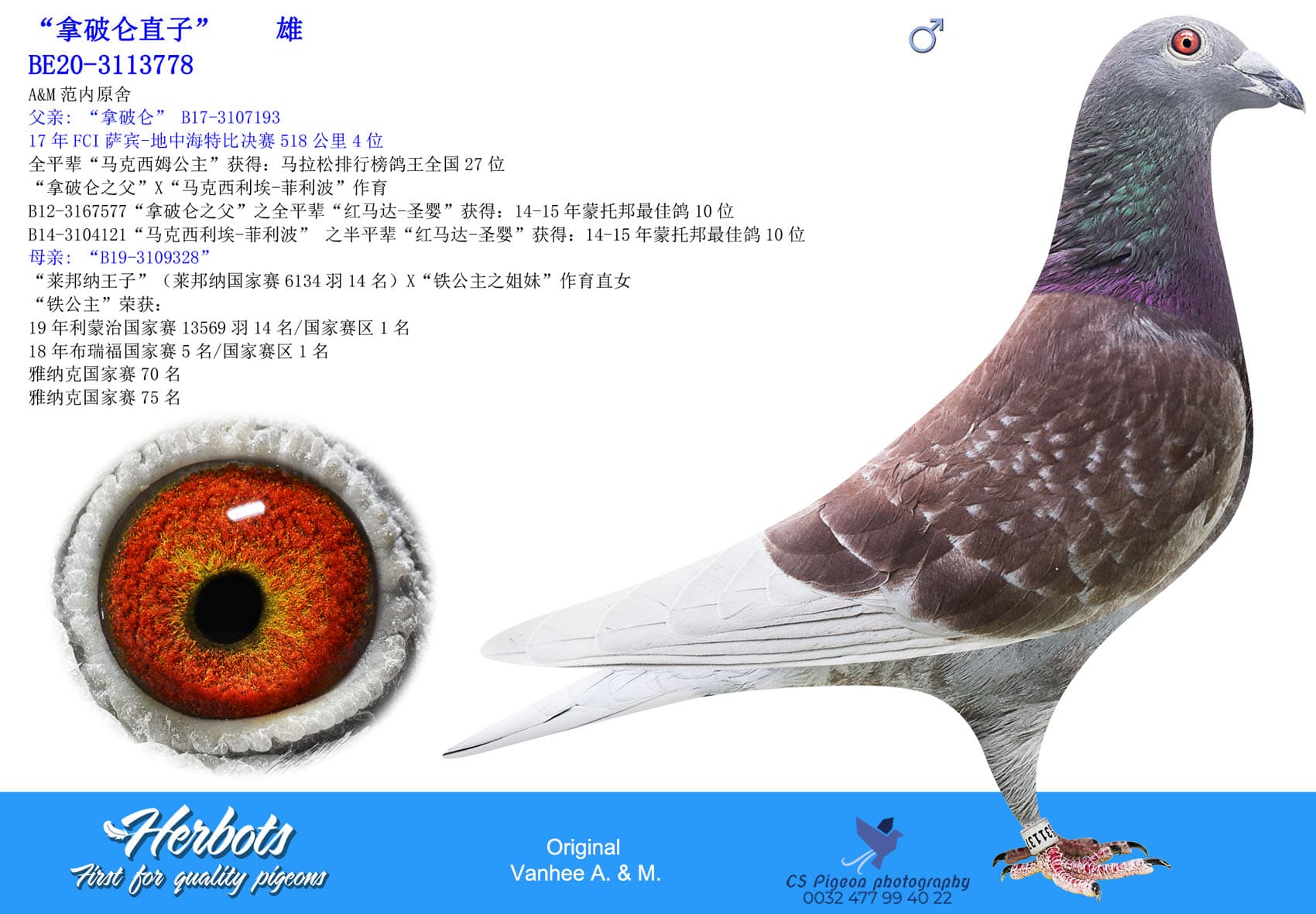 pigeon: undefined