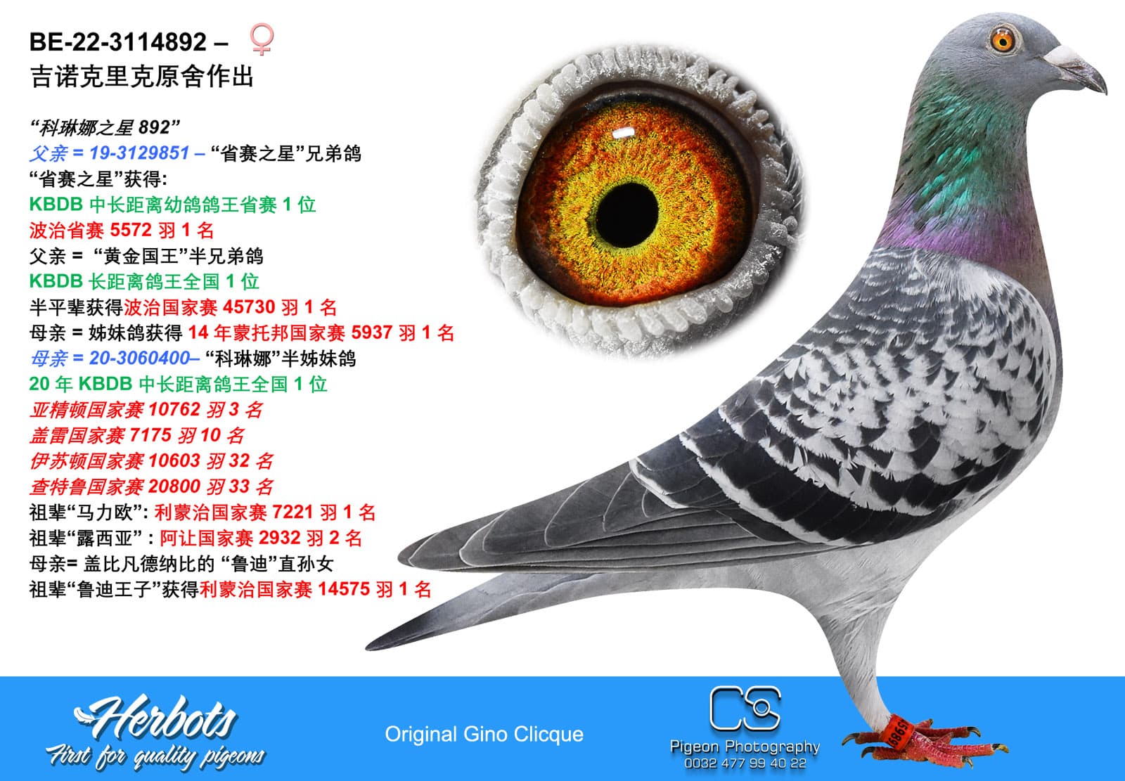 pigeon: undefined