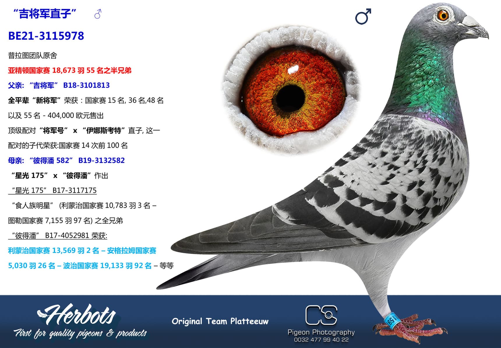pigeon: undefined