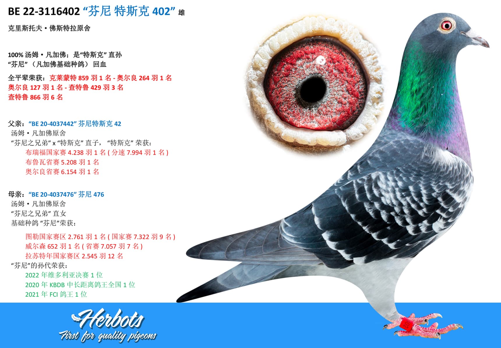 pigeon: undefined