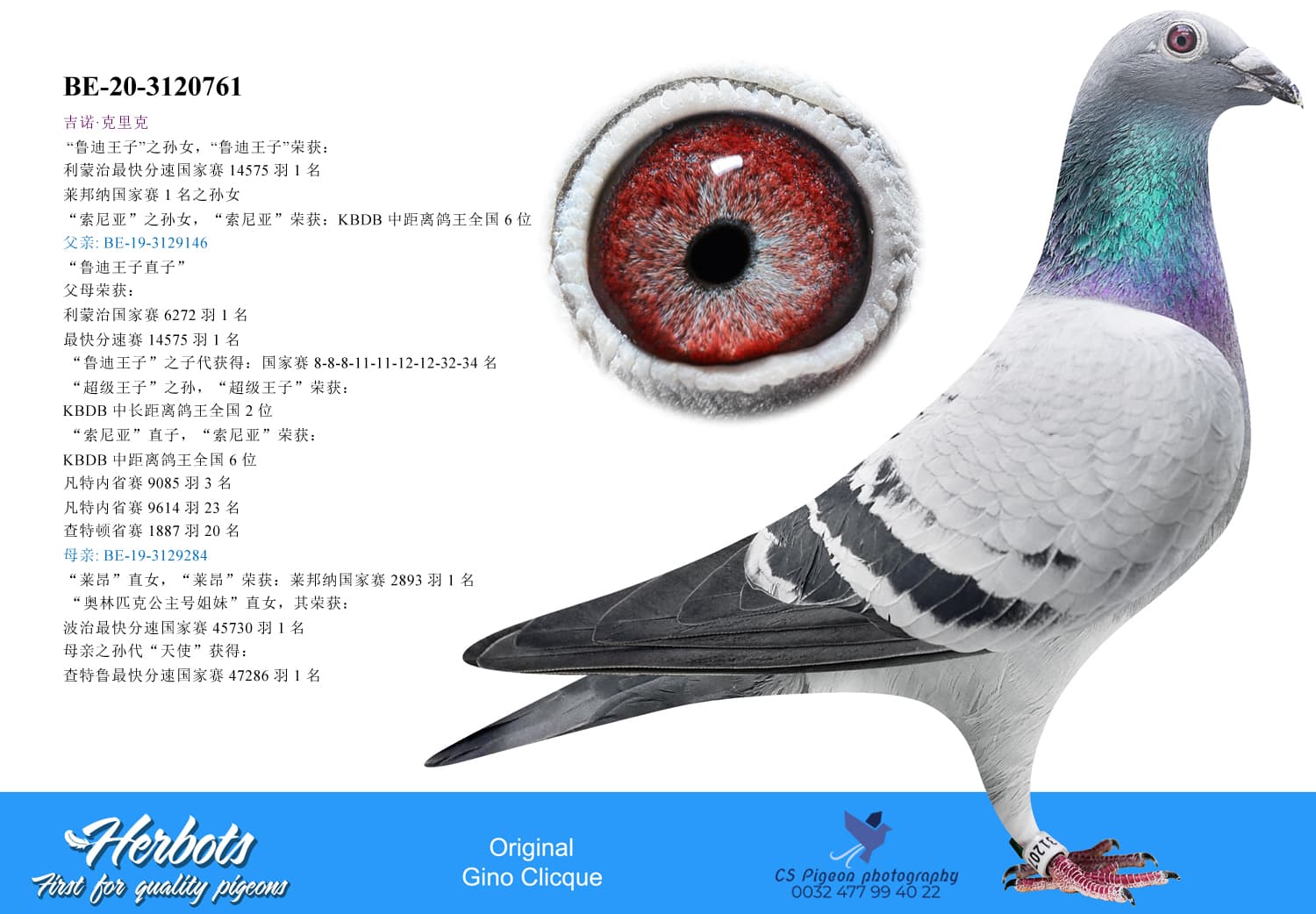 pigeon: undefined
